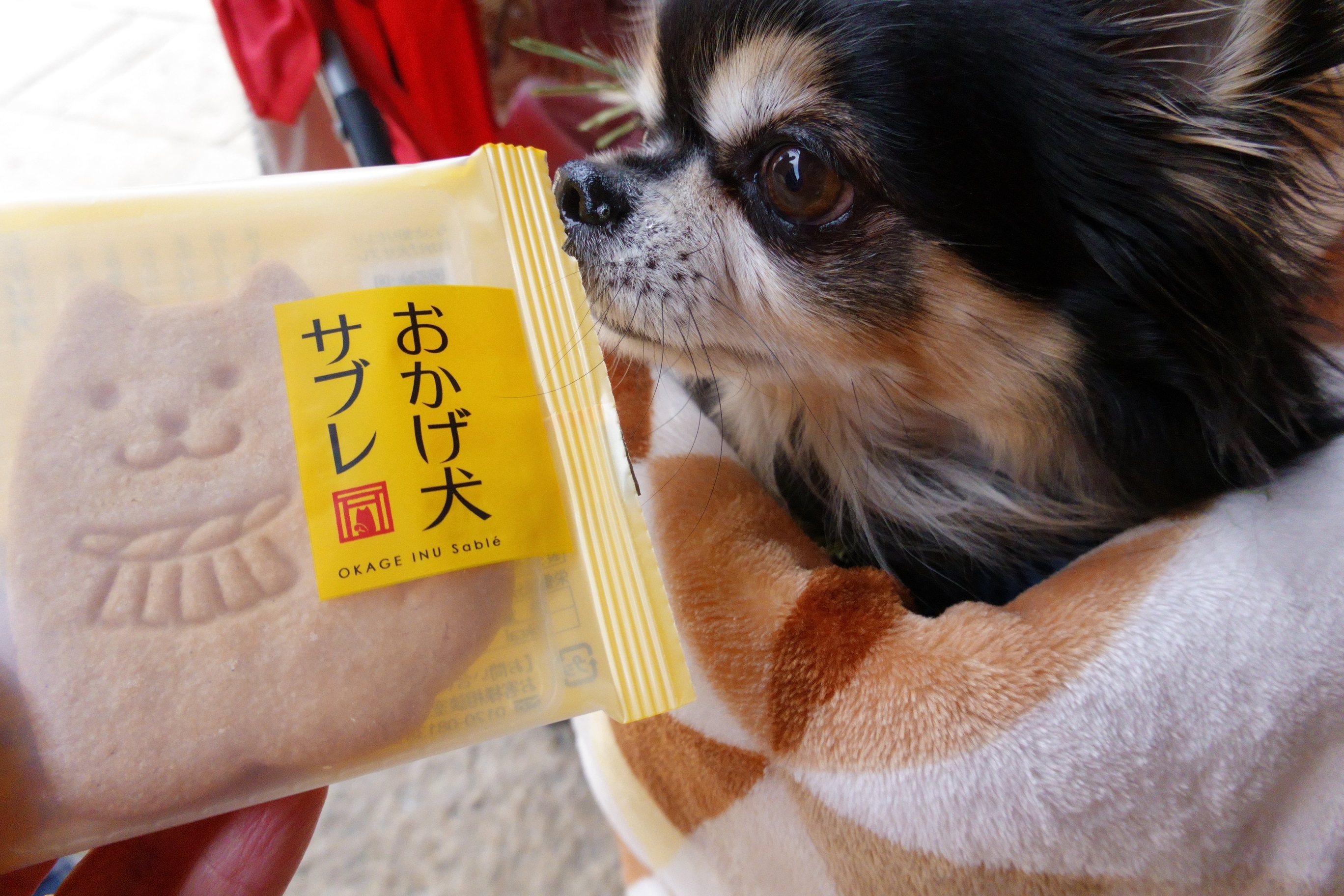 愛犬参加型 おかげ犬体験