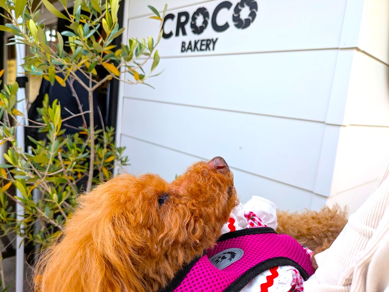 CROCO BAKERY