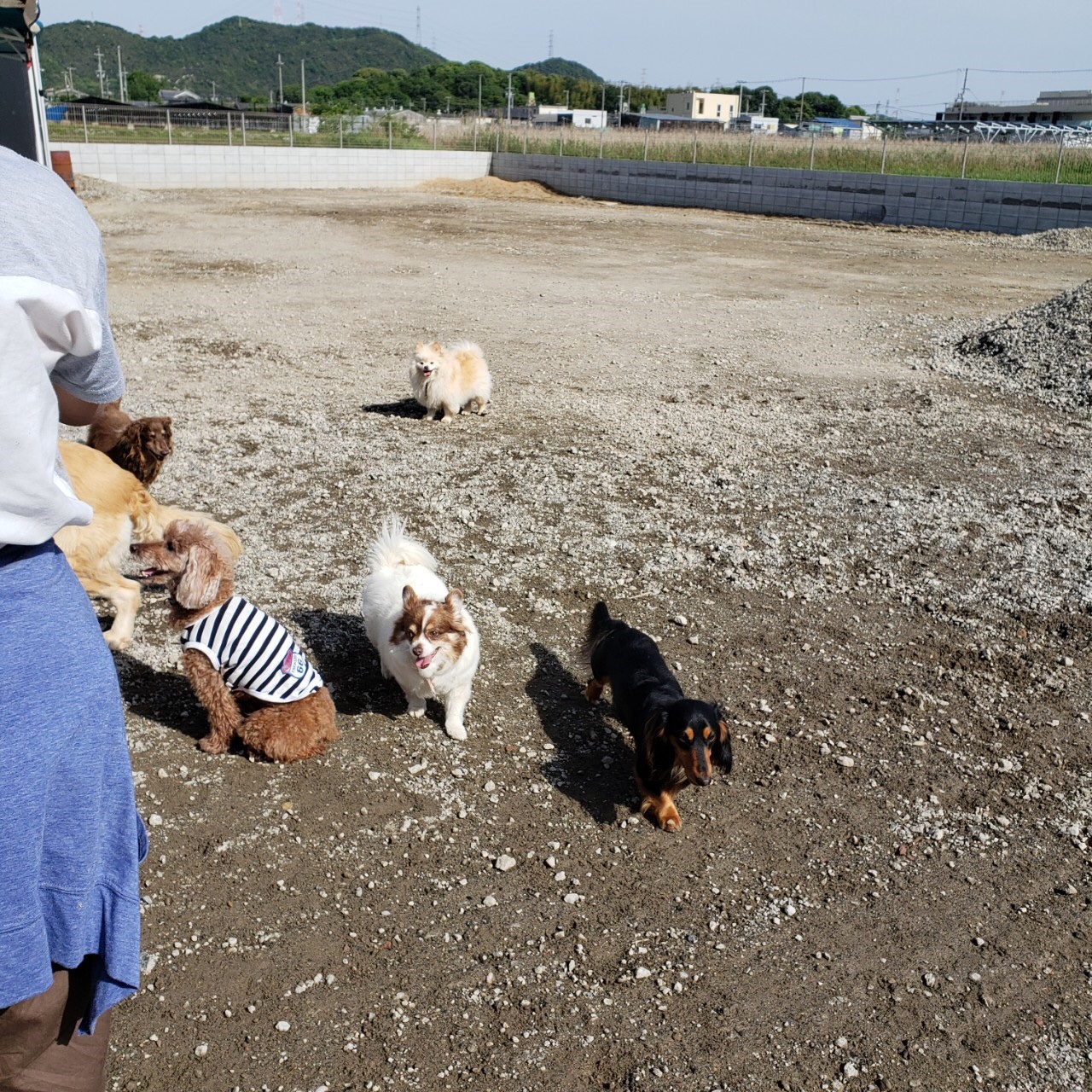 Jr御着駅 わんにゃふる姫路 手作りの広いドッグランでセラピー犬とも触れ合える楽しい施設 ペット 犬同伴可 兵庫県姫路市 ペットと一緒