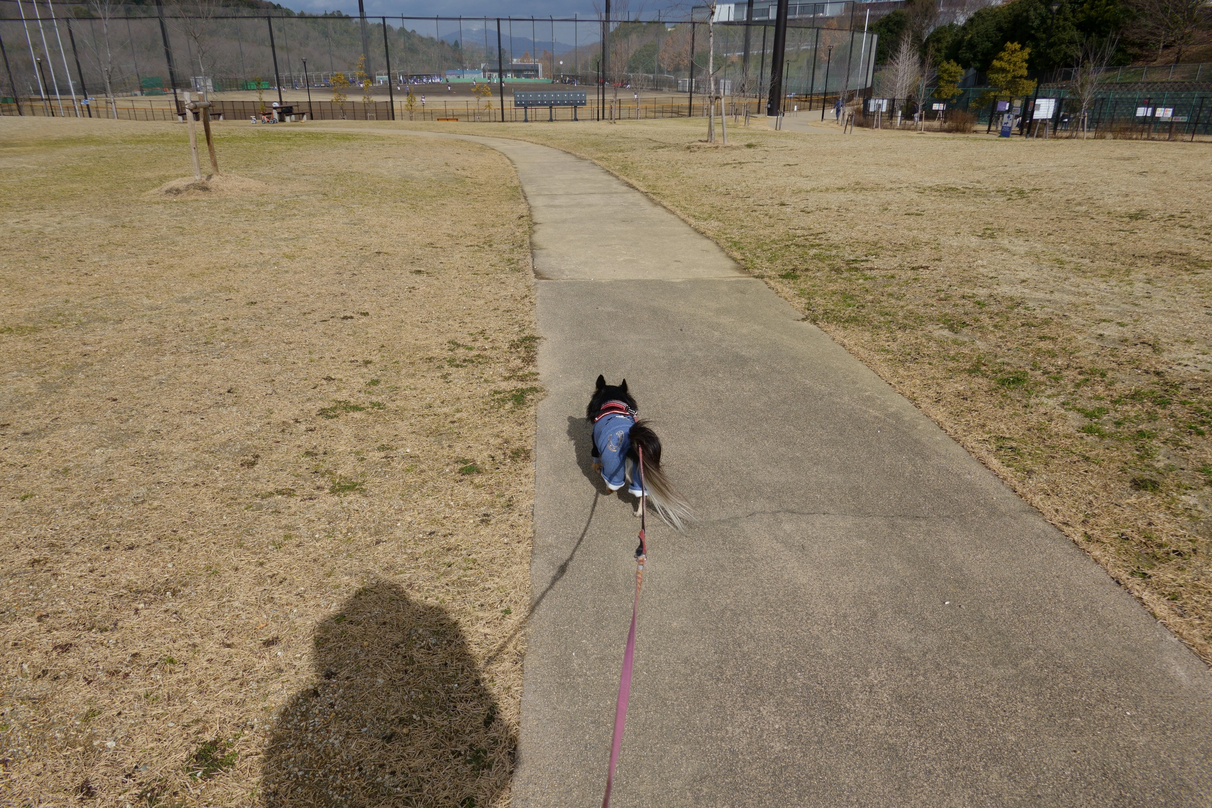 東部公園ドッグラン