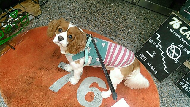 【関東】愛犬と美味しいケーキが食べられるお店