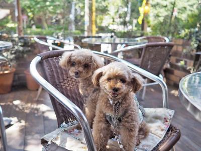 【関東】愛犬と本格的なイタリアンが楽しめるお店