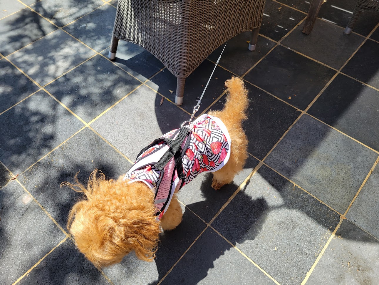 オランダ屋 富雄店