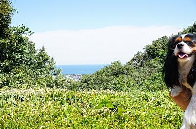 河津バガテル公園