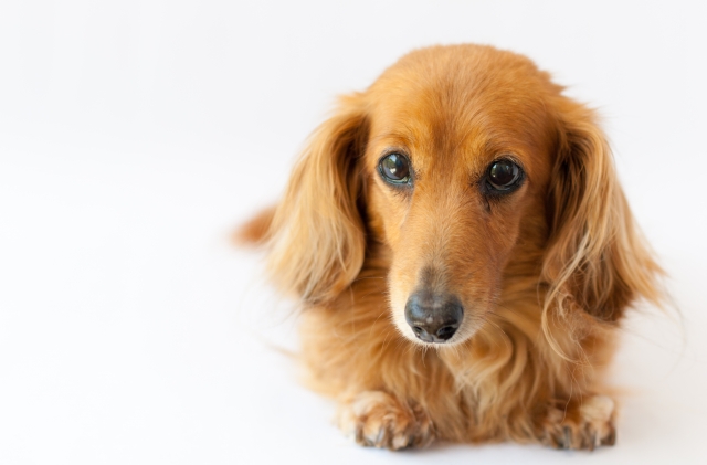 室内犬