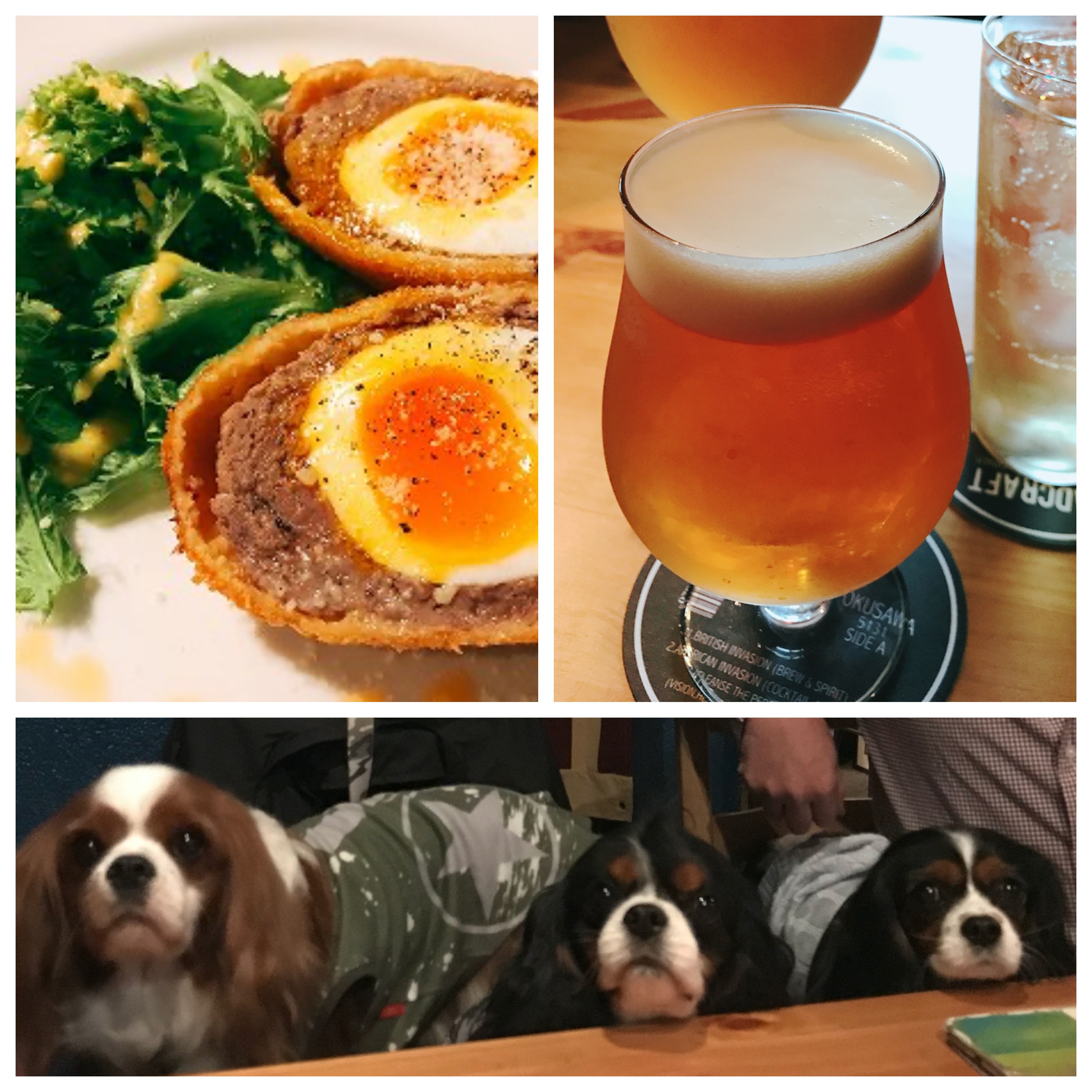 【関東】「大型犬も一緒に入れるお店」東京23区 Part1