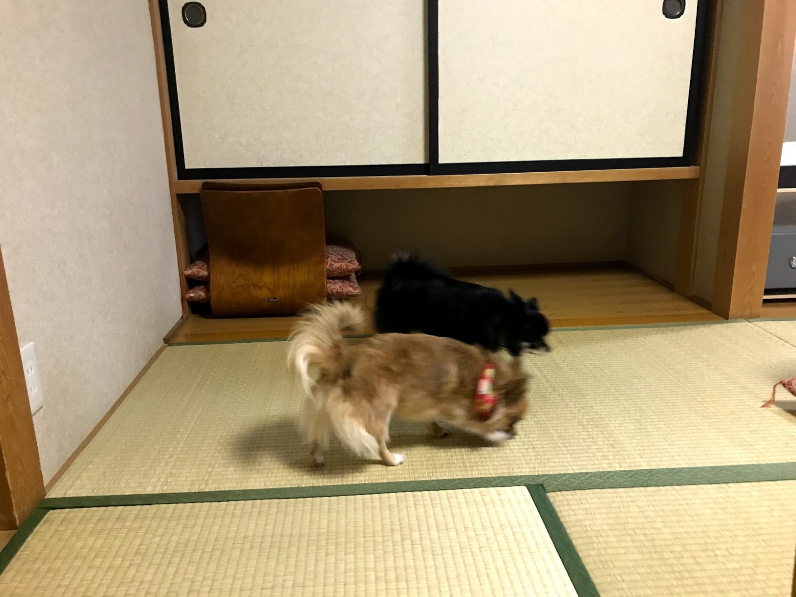 ペット&スパホテル那須ワン