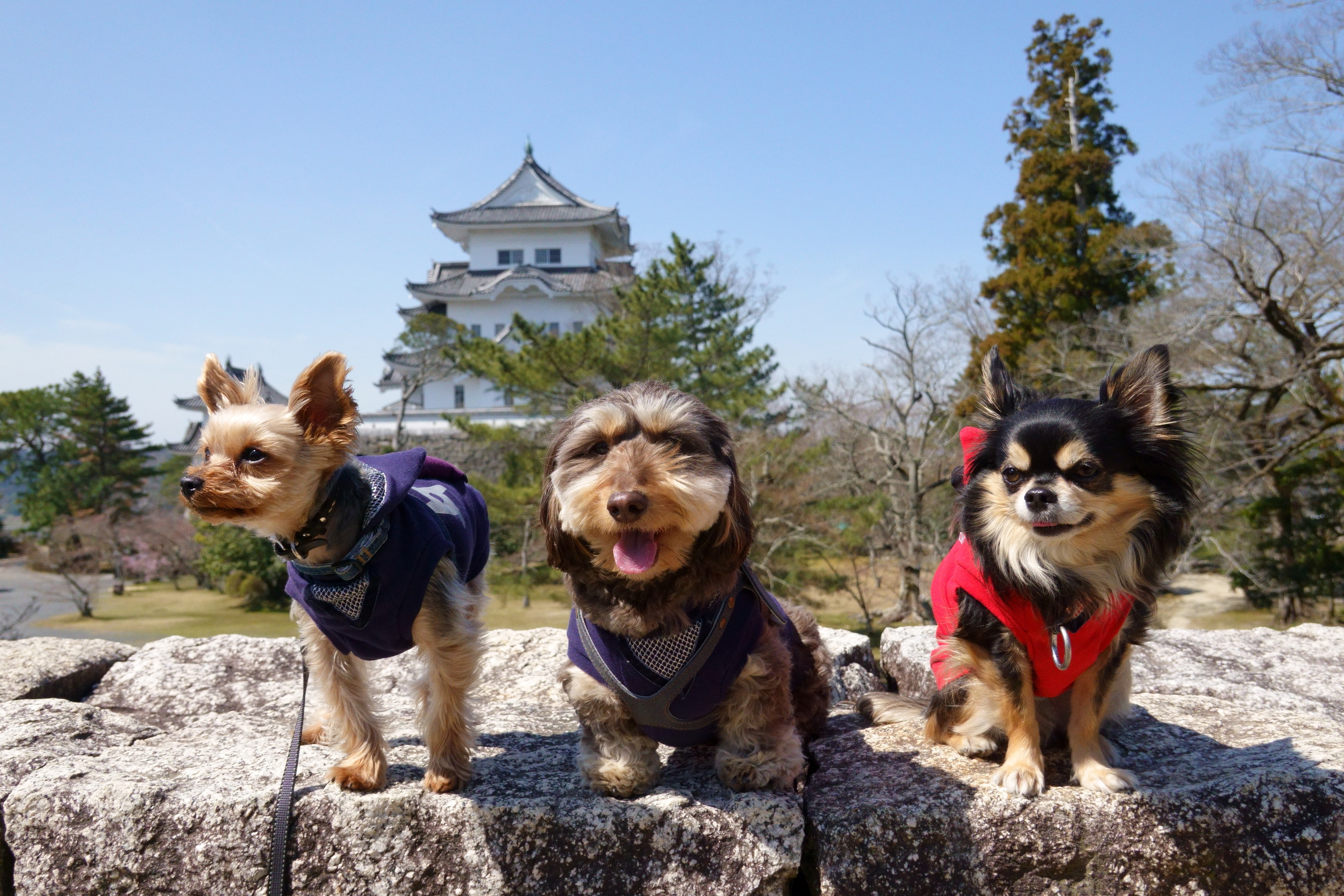 伊賀上野城