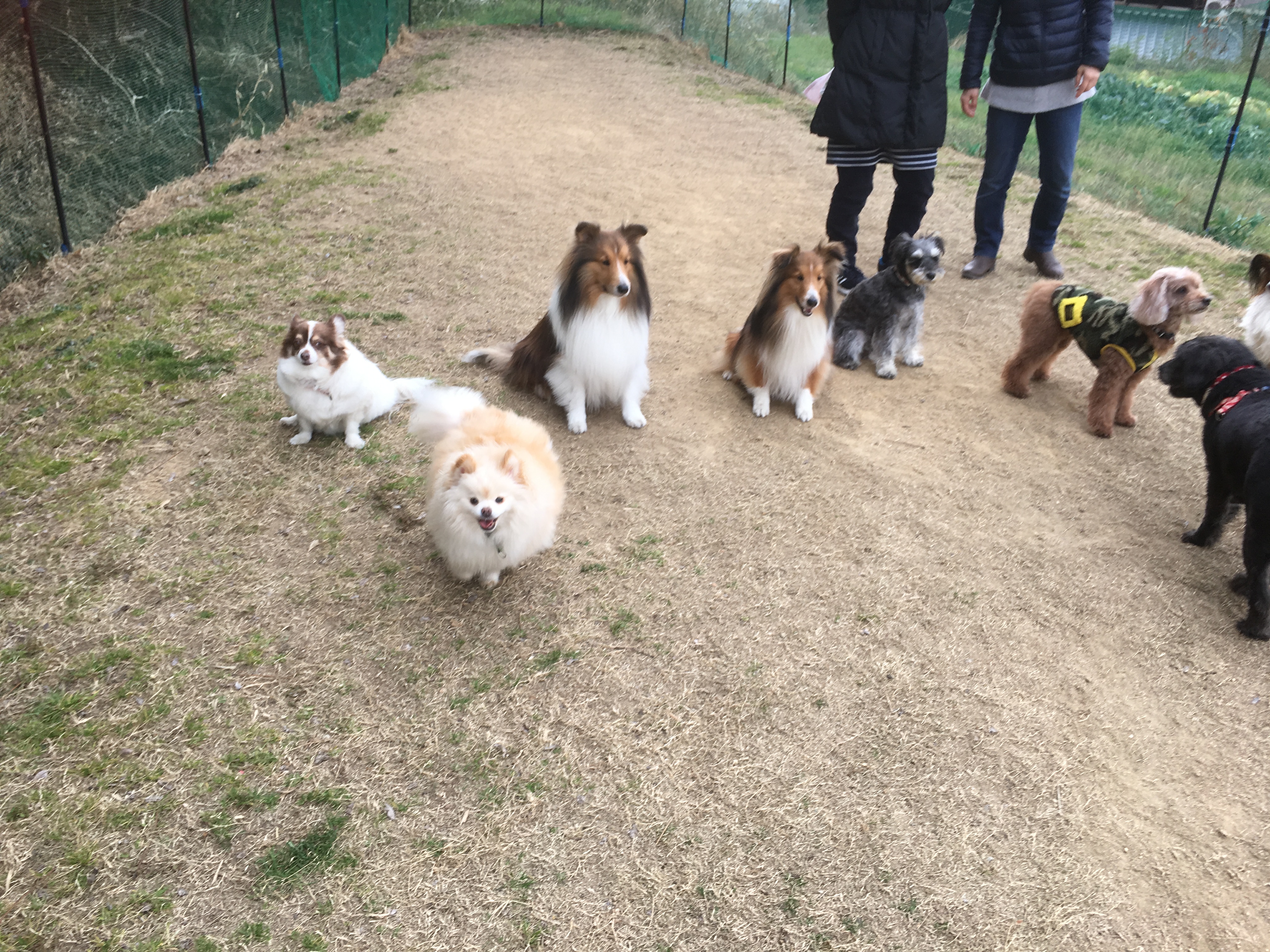 【関西】貸し切りできるドッグランまとめ