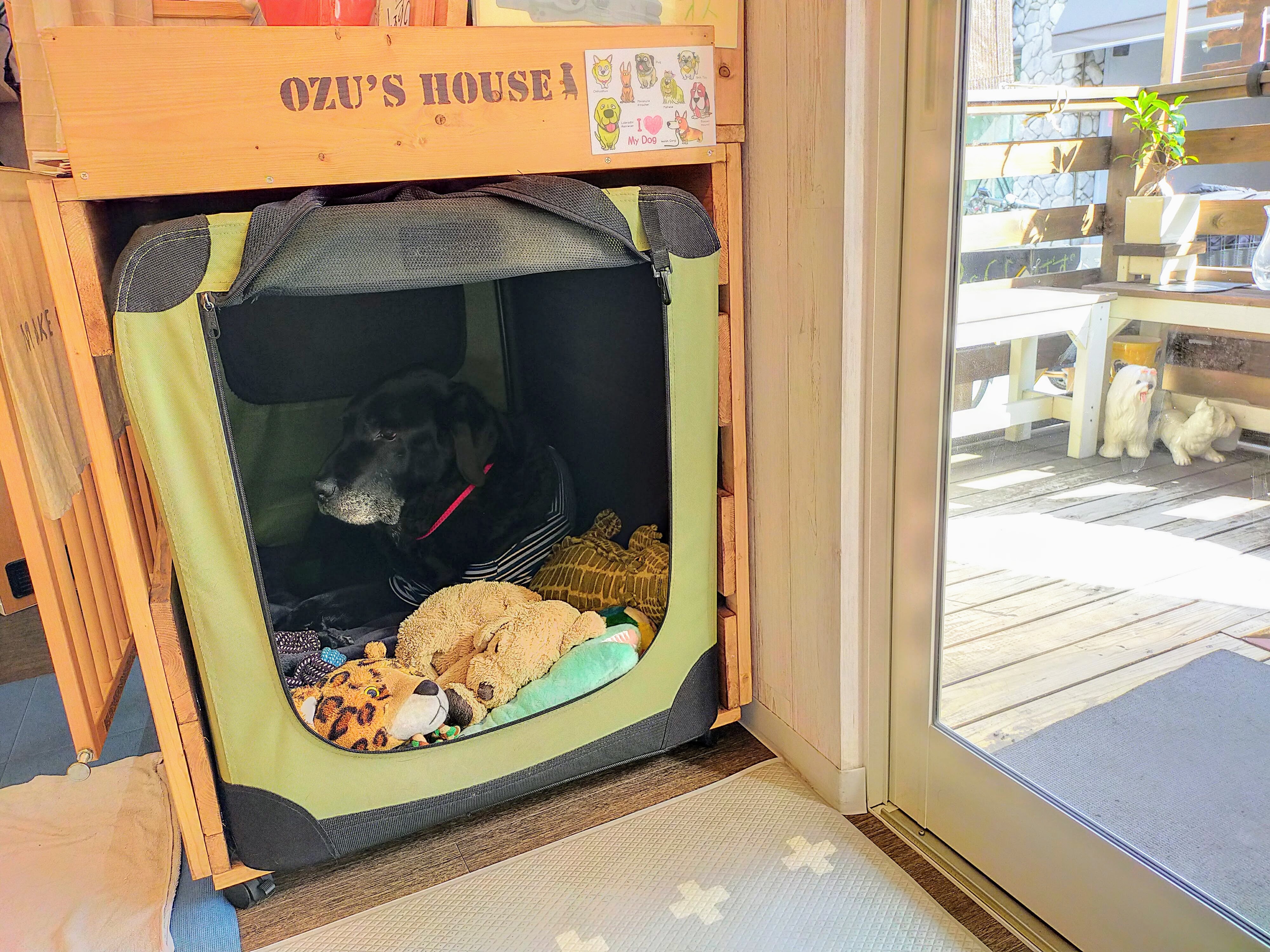 【西宮駅】元介助犬のオズ君がのんびりしていてほっこりできるカフェ「leozcafe　れおずかふぇ」店内ペット同伴可【兵庫県・西宮市】