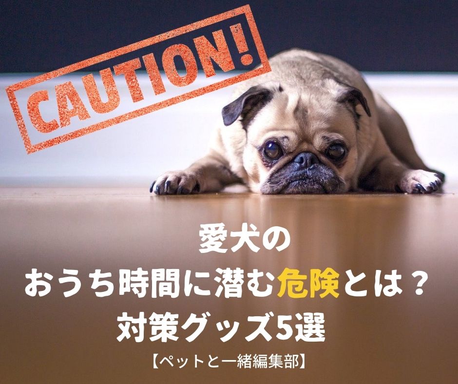 愛犬のおうち時間に潜む危険とは？対策グッズ5選 【ペットと一緒編集部】