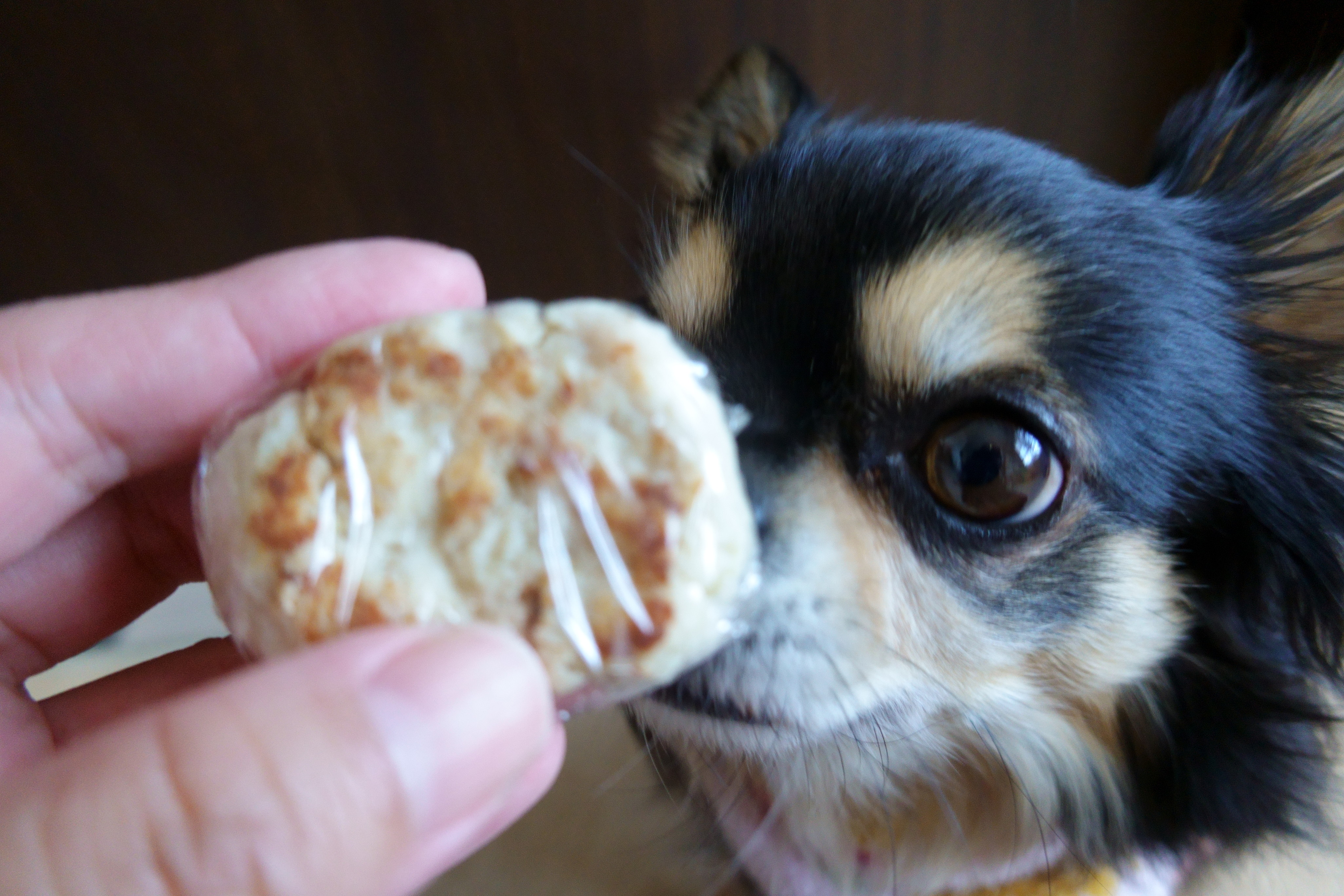 愛犬とおうち時間