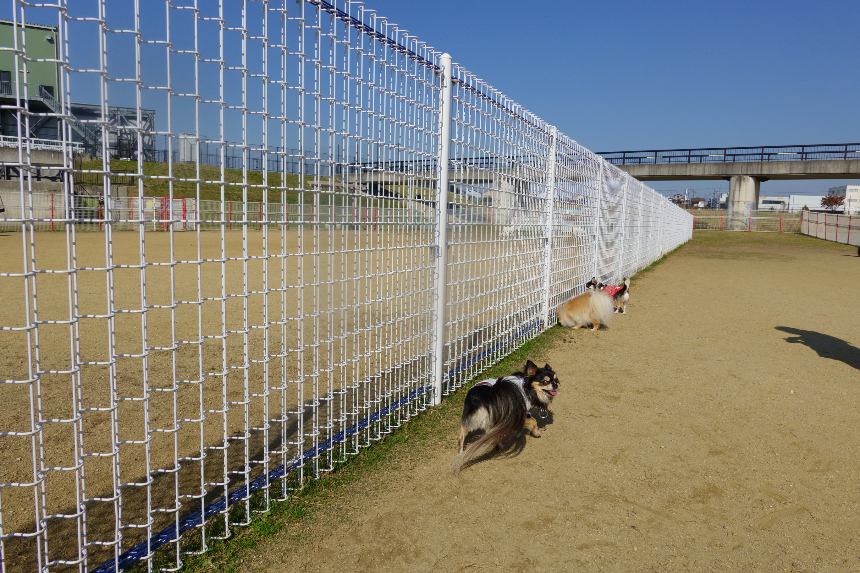 花園中央公園ドッグラン