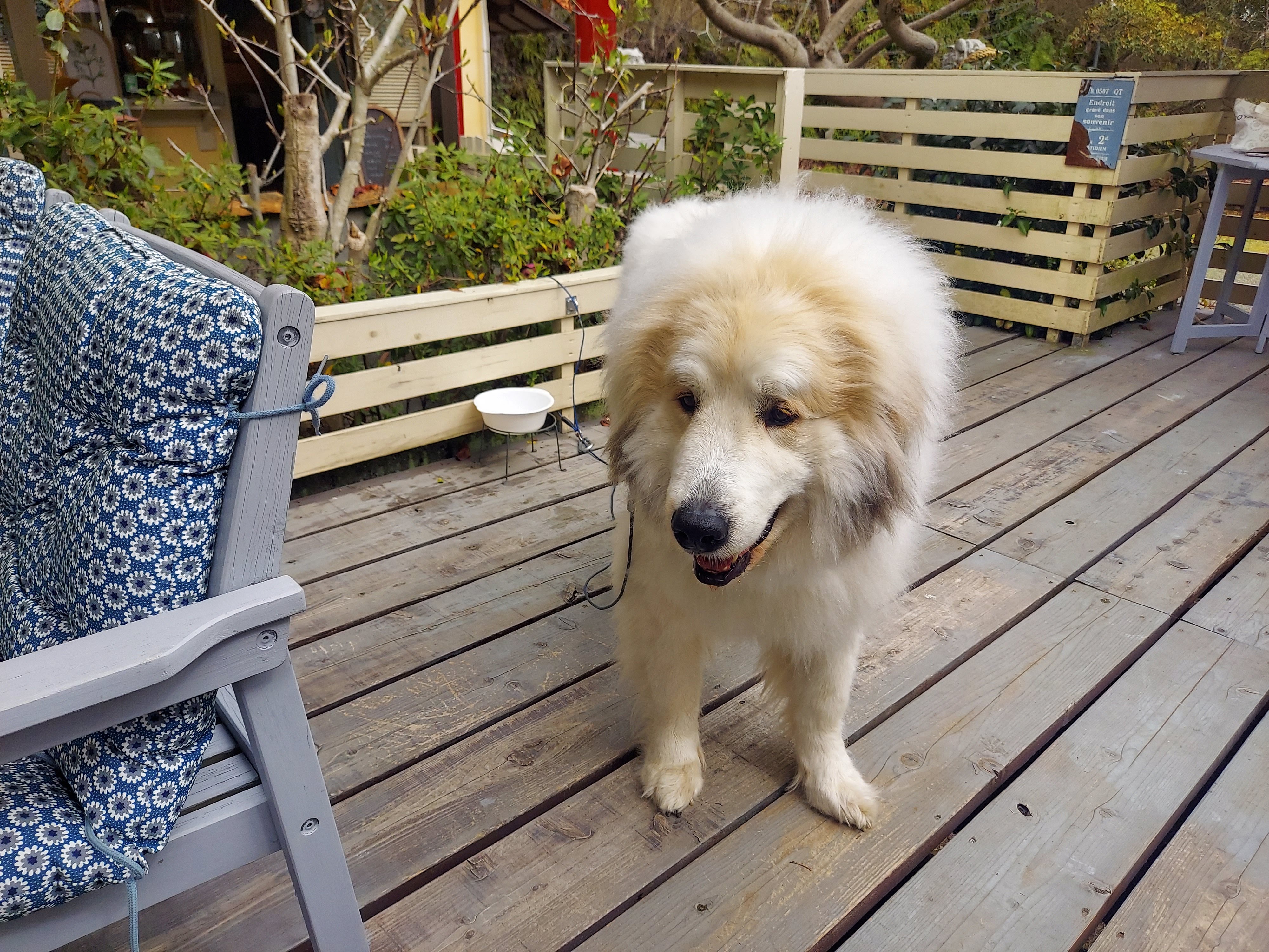 gongoncafe(ごんごんカフェ)