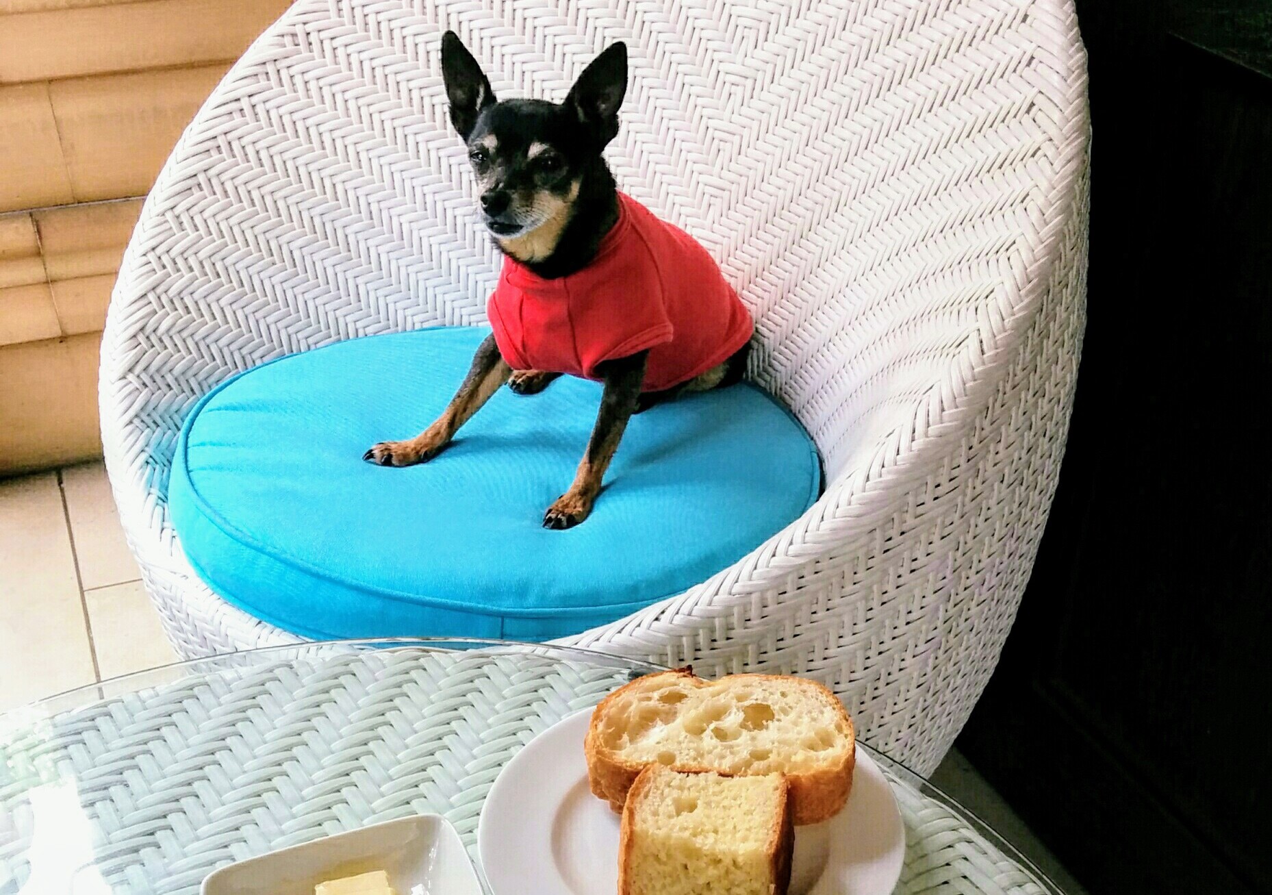 【兵庫・大阪】愛犬と本格的なフレンチが楽しめるお店