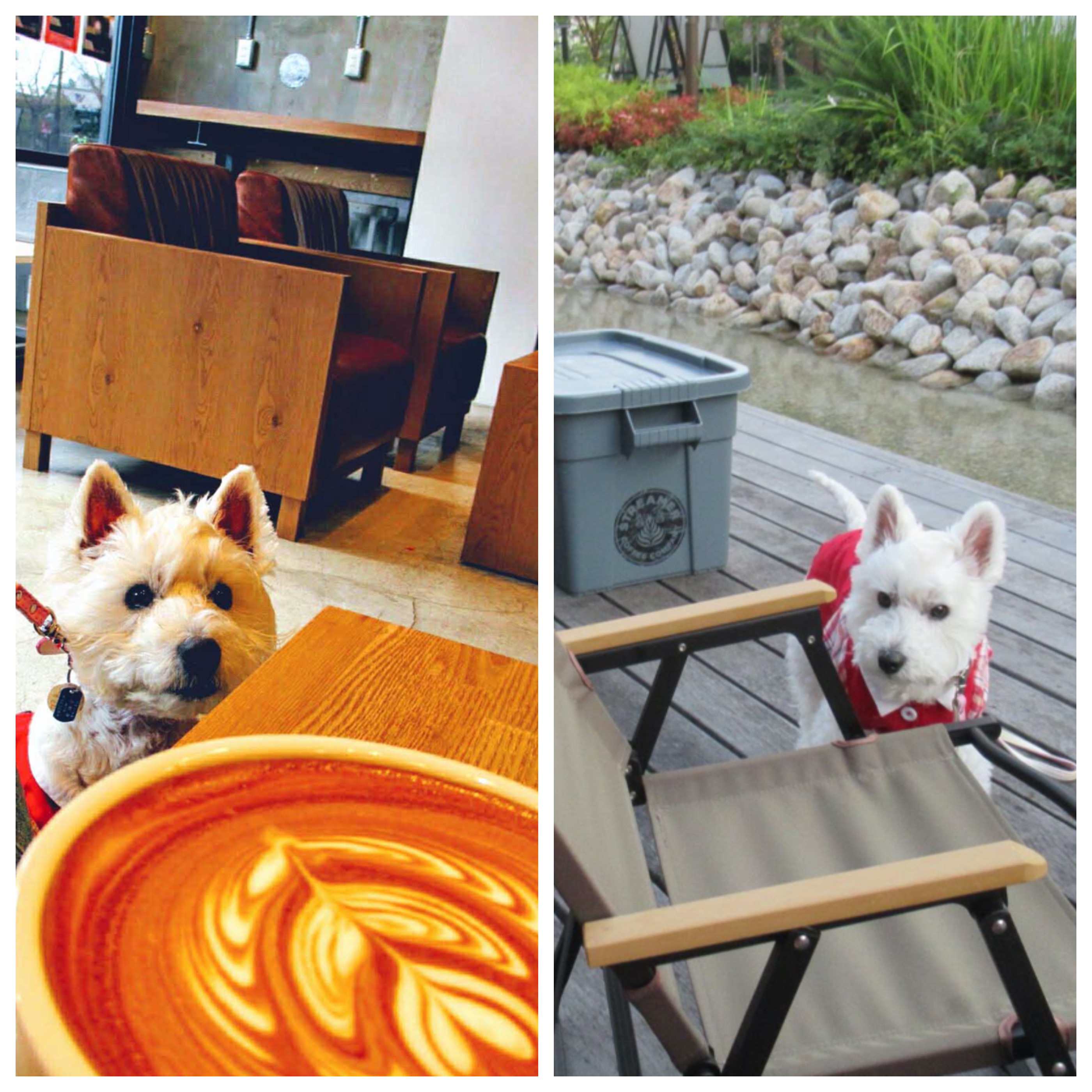【関西】大型犬も一緒に入れるお店