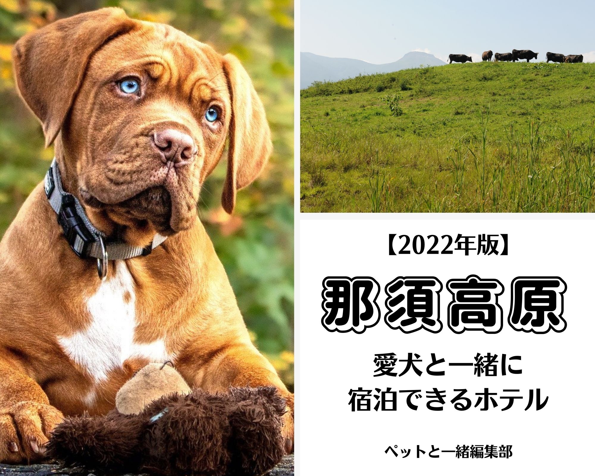【2022年版】那須高原　愛犬と一緒に宿泊できるホテル