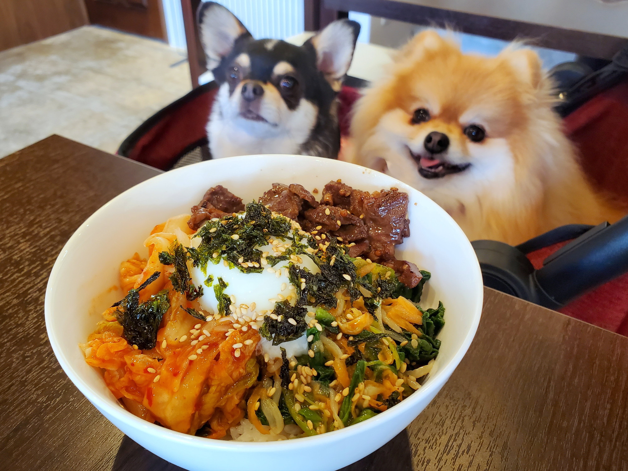 ドッグカフェ&バーモコモコ