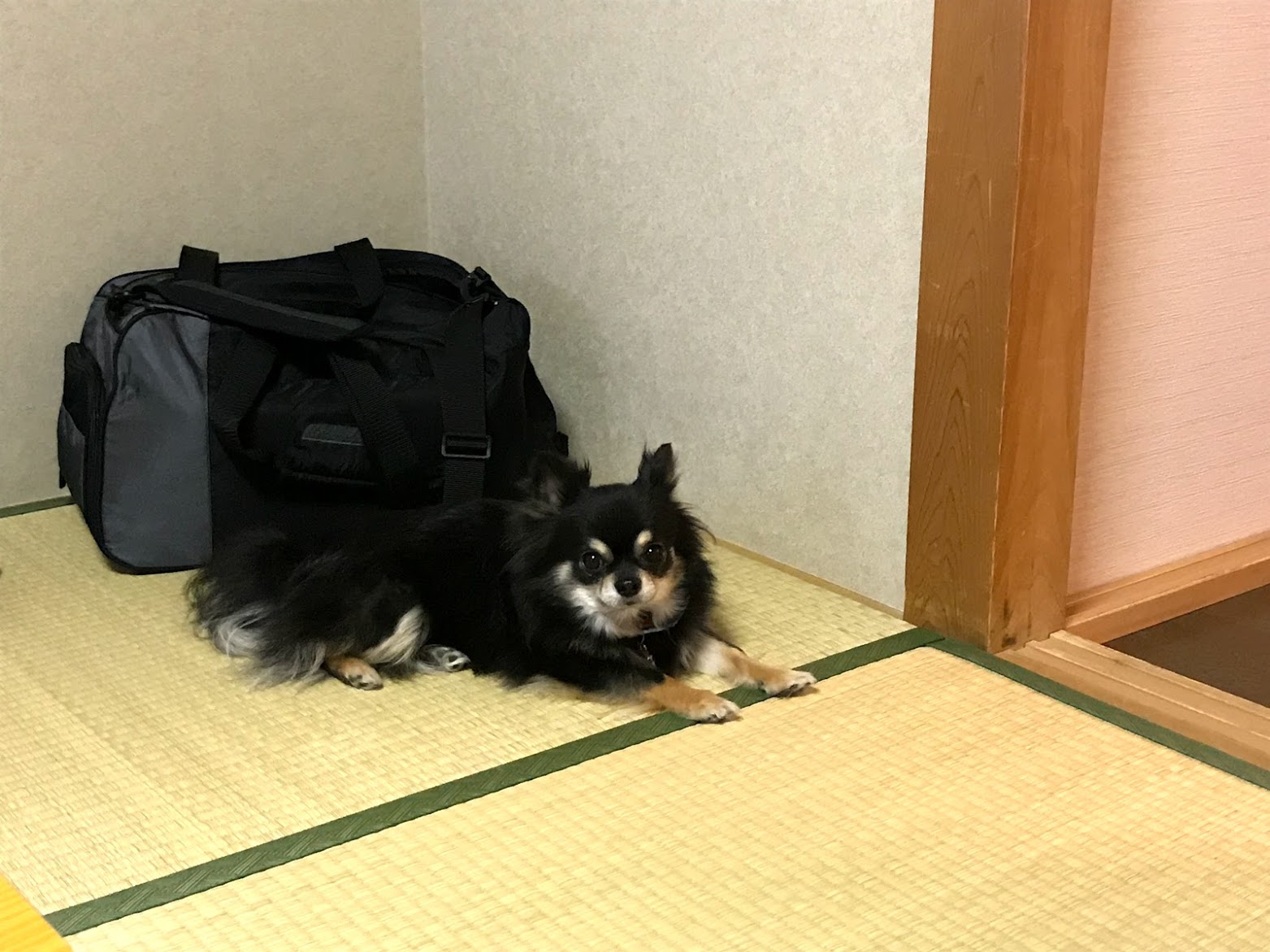 ペット&スパホテル那須ワン