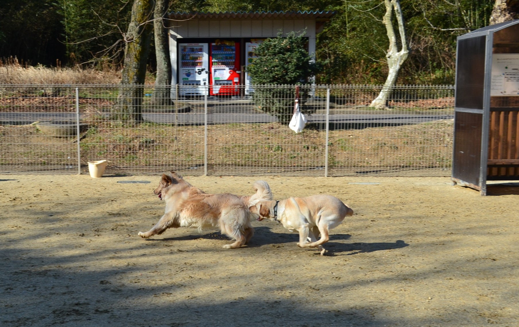 大高緑地ドッグラン