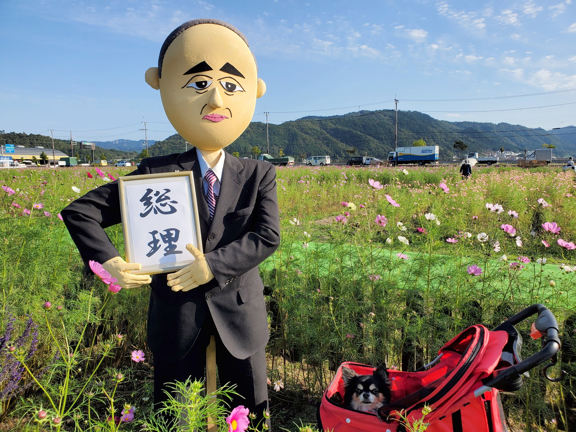 京都丹後/亀岡の夢コスモス園