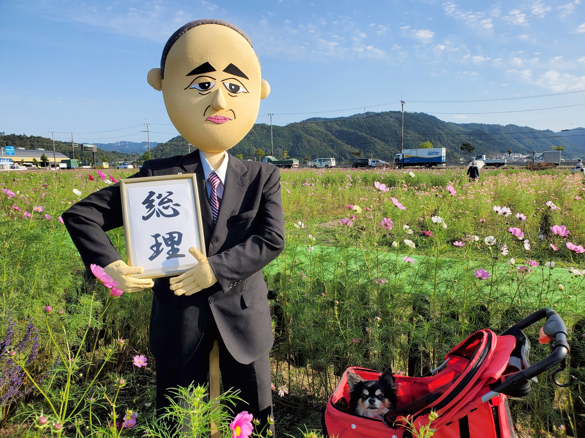 京都丹後／亀岡の夢コスモス園