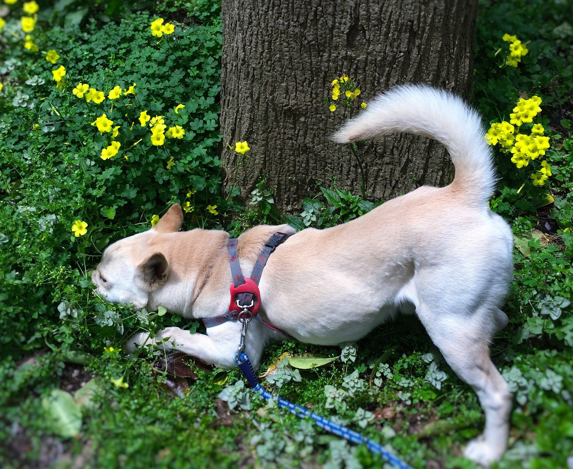 愛犬とわたしのウェルネスライフ メディカルアロマテラピー講座＜基礎編＞