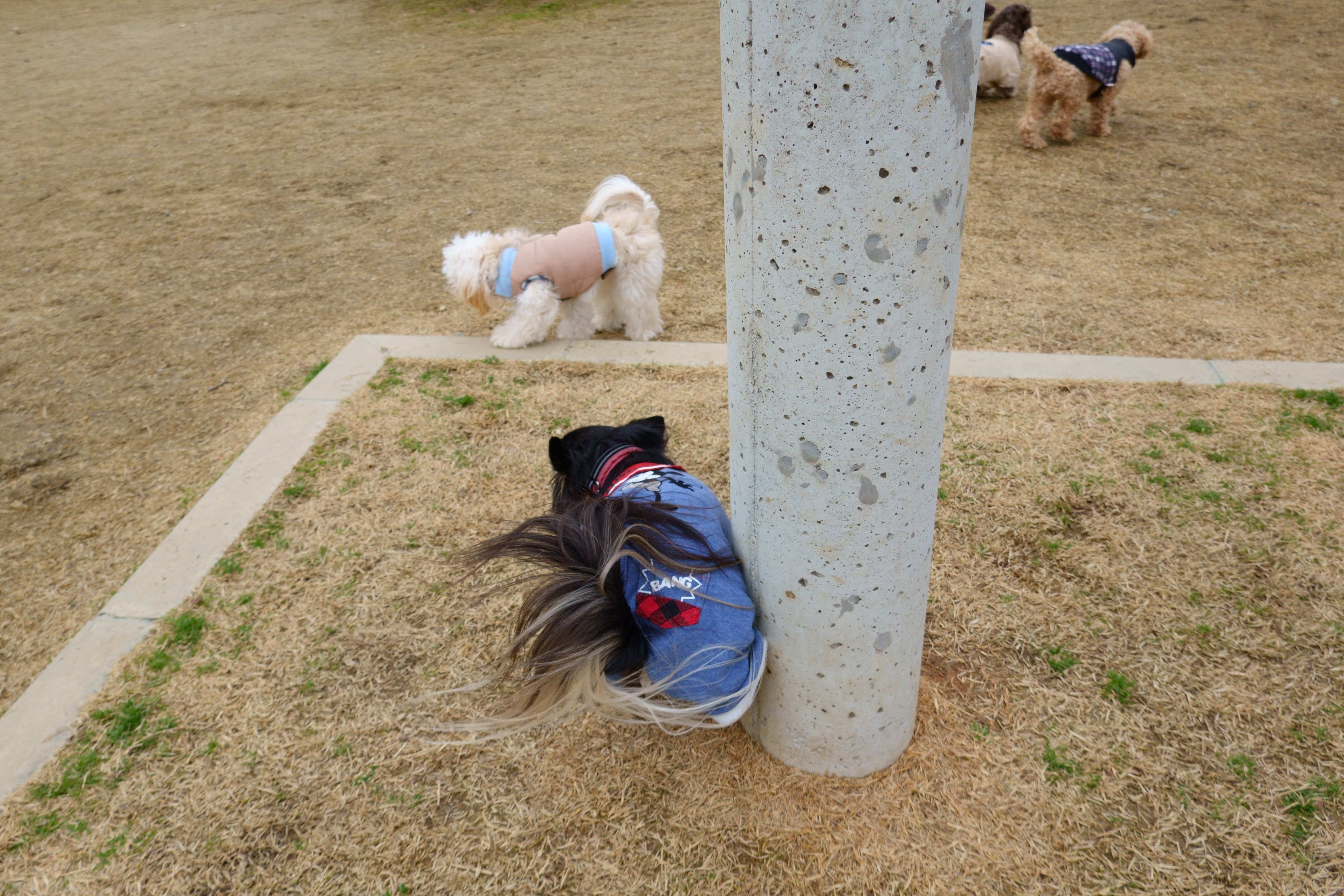 東部公園ドッグラン