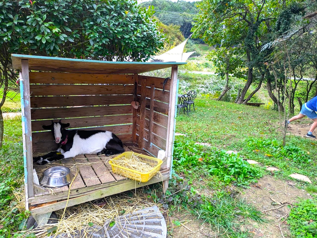 やさい菓子工房ココアイ大和高原店