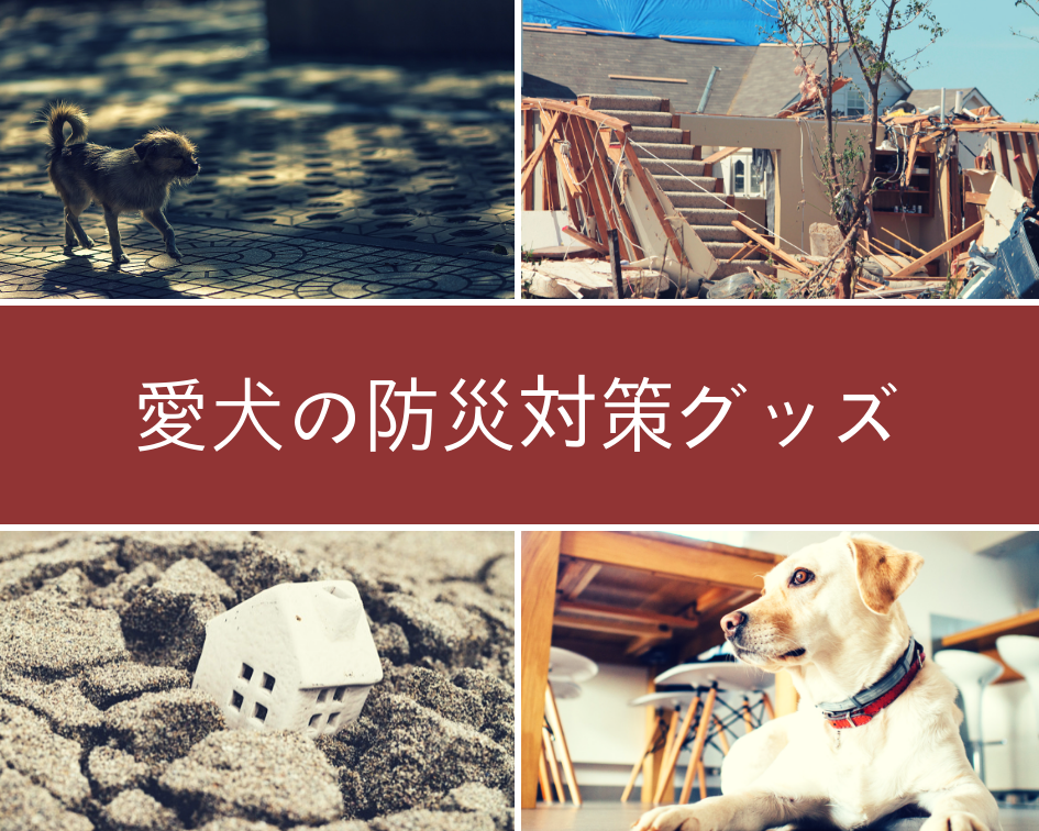 愛犬の防災対策グッズ