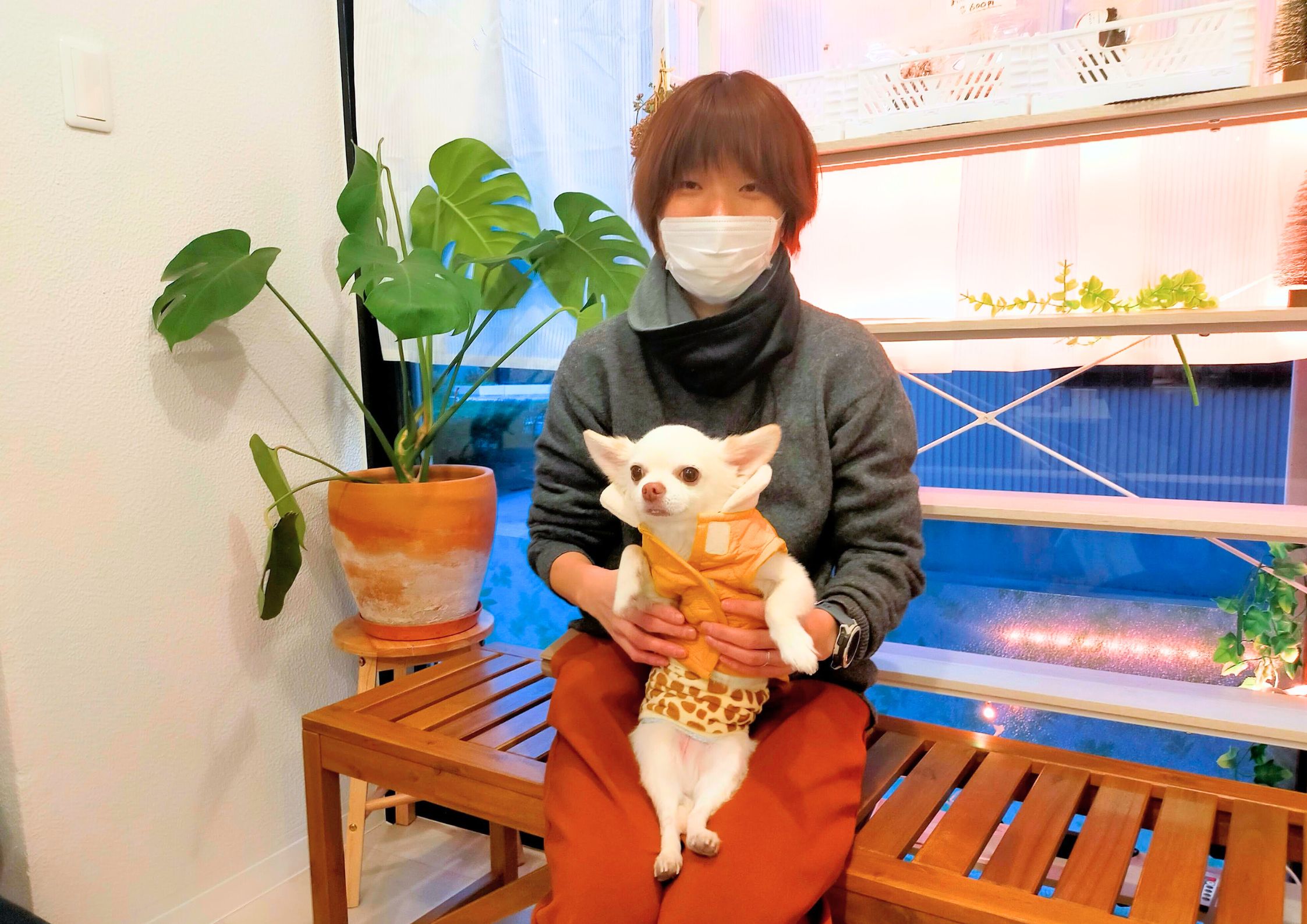 犬とよりみち