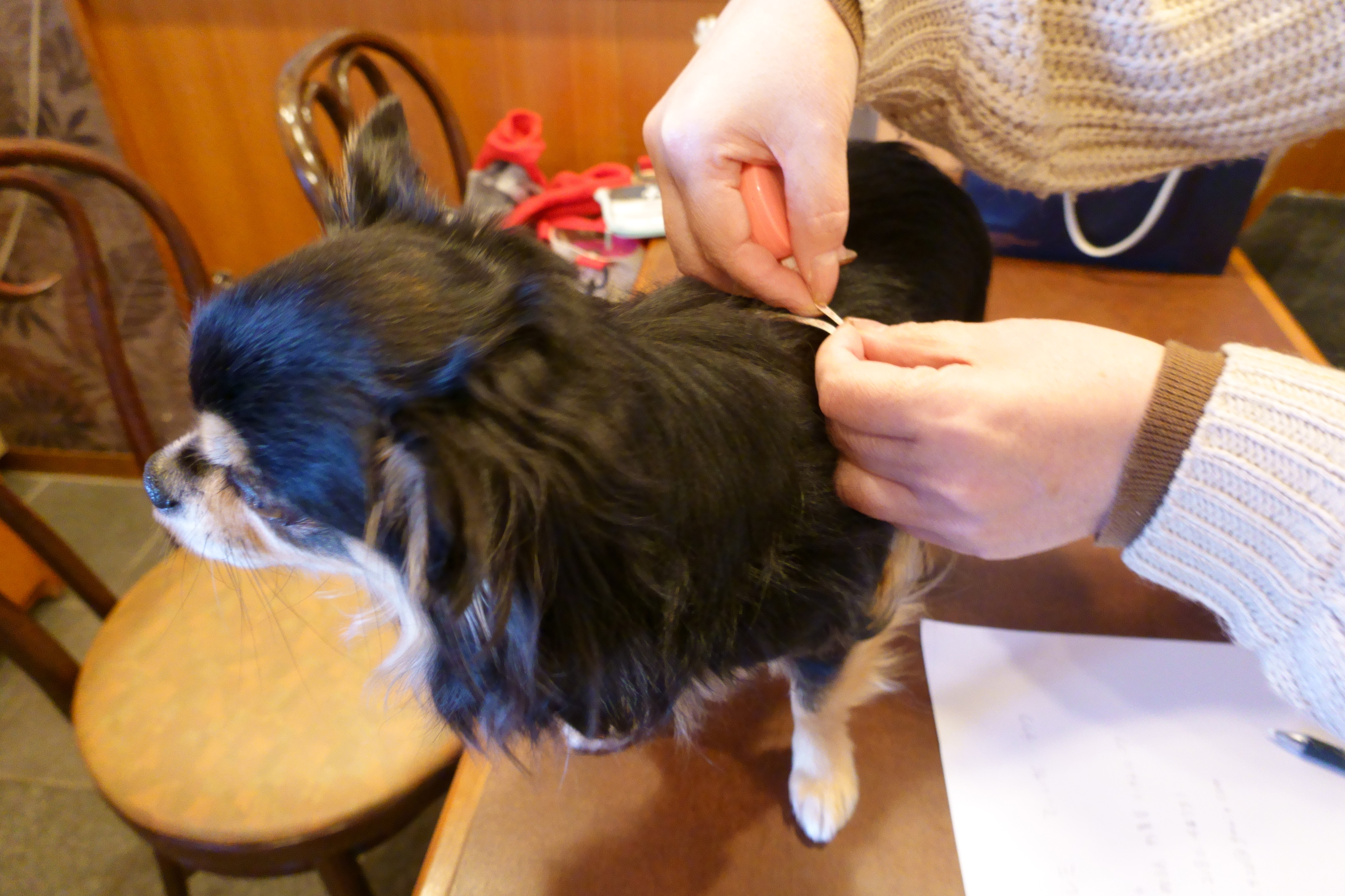 Cafe de RoRo&DOG'S(カフェデロロ)くずは店