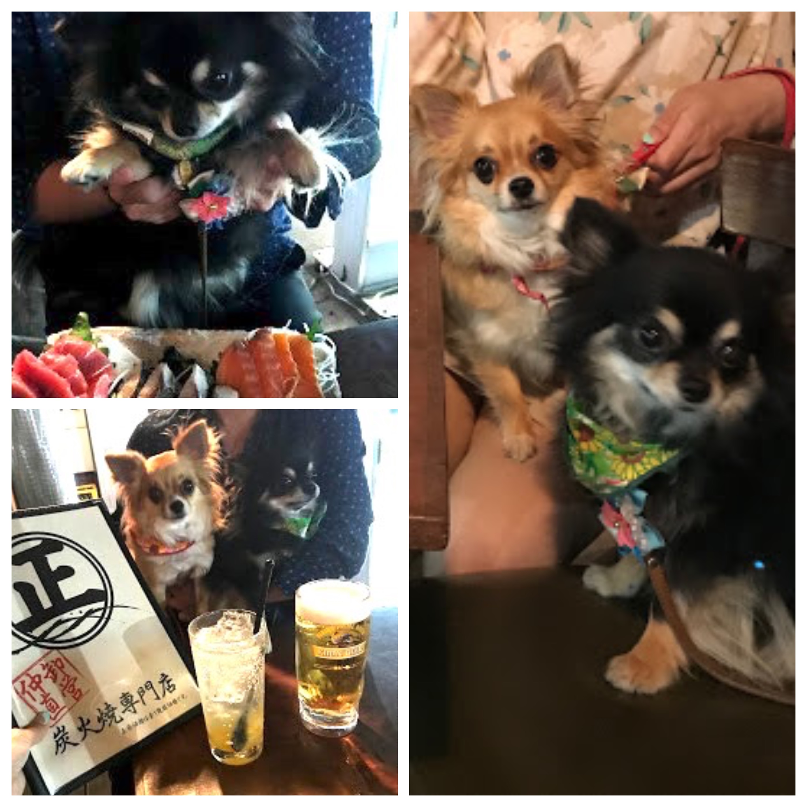 【関東】「大型犬も一緒に入れるお店」東京23区 Part1