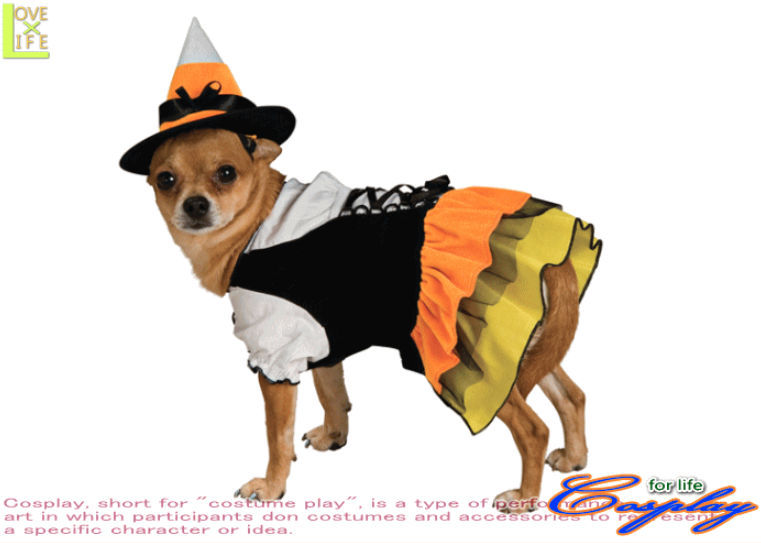 「愛犬とおうちでハロウィンを楽しもう!」ペットと一緒編集部