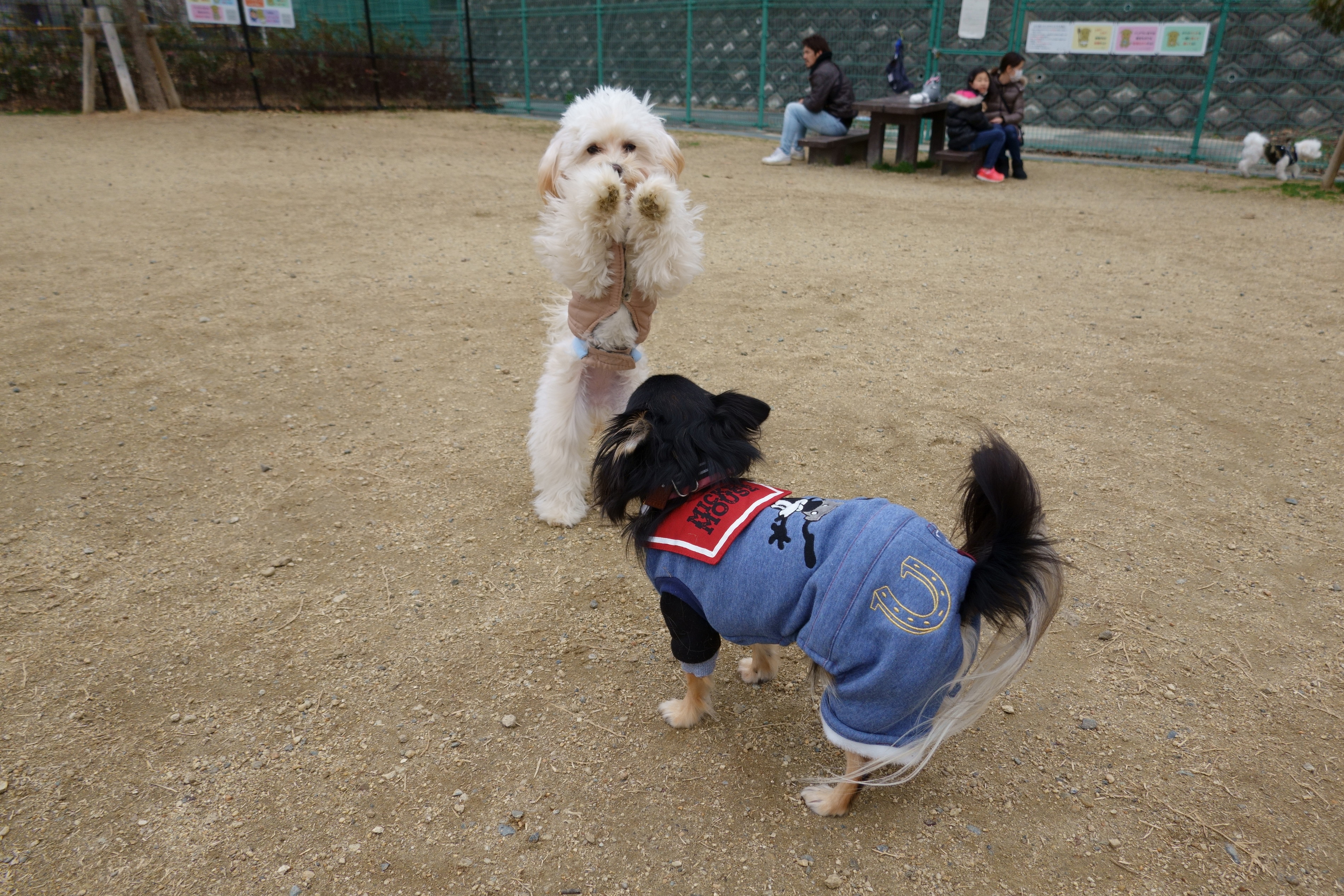 東部公園ドッグラン