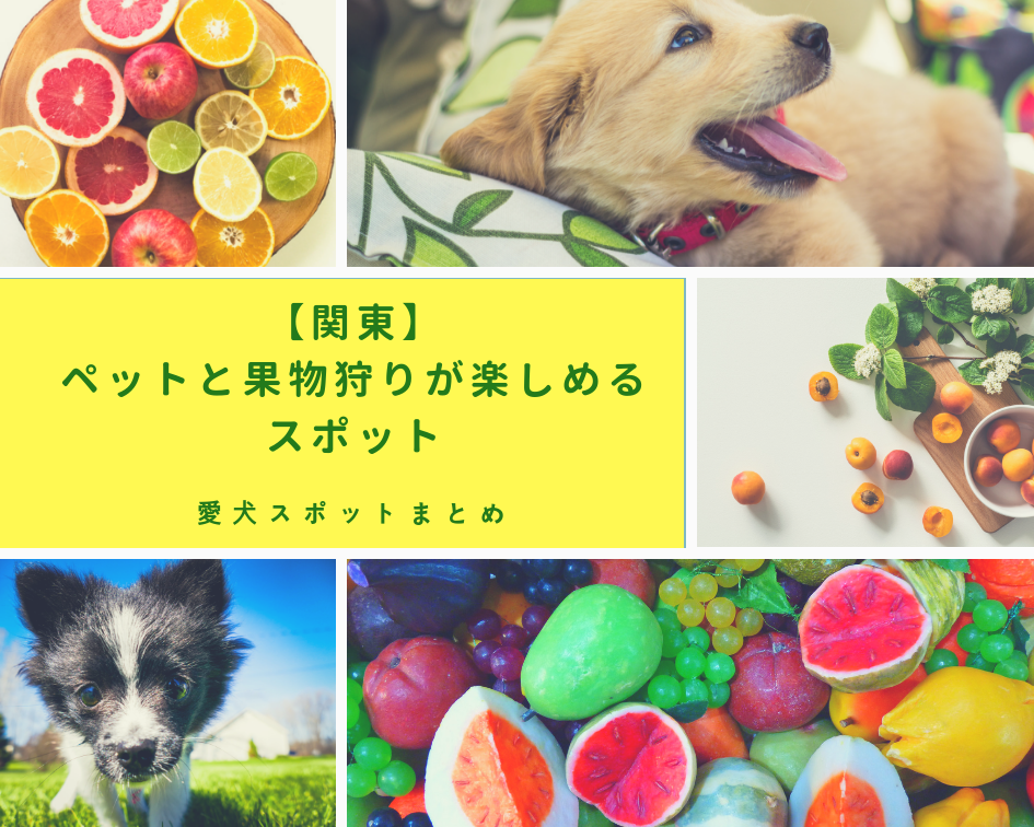 【関東】ペットと果物狩りが楽しめるスポット