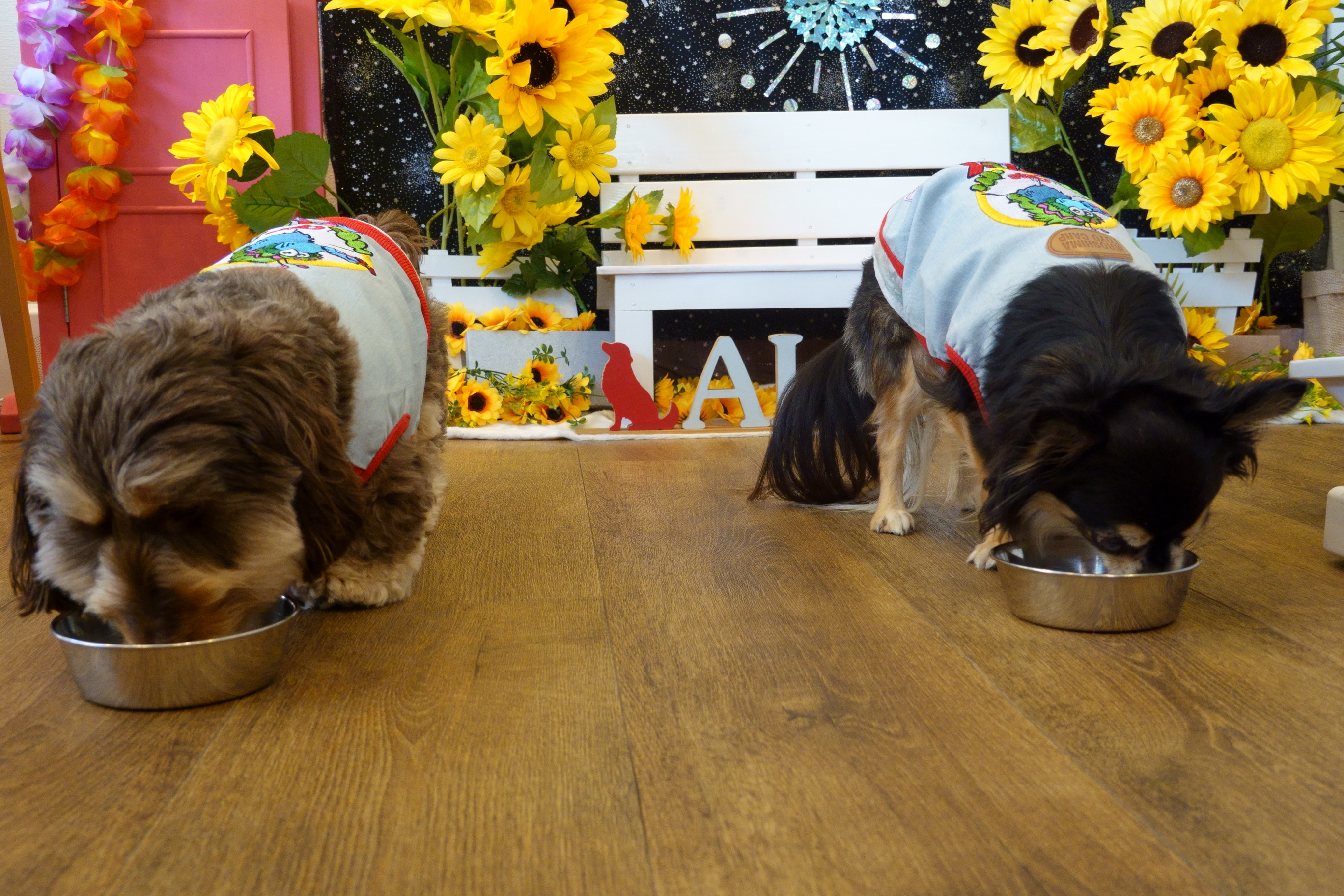 DogCafe ALAN(ドッグカフェ アラン)