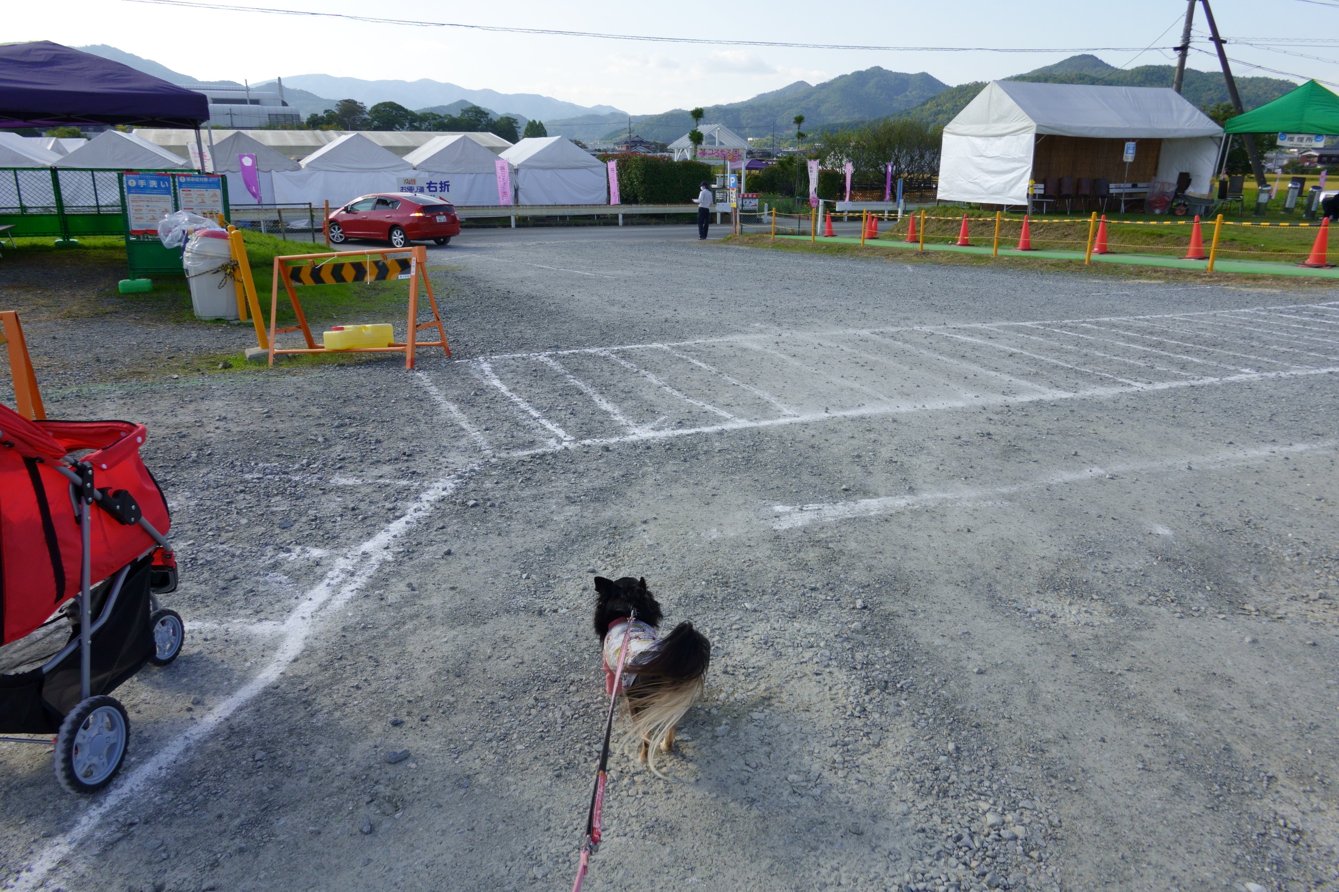 京都丹後／亀岡の夢コスモス園