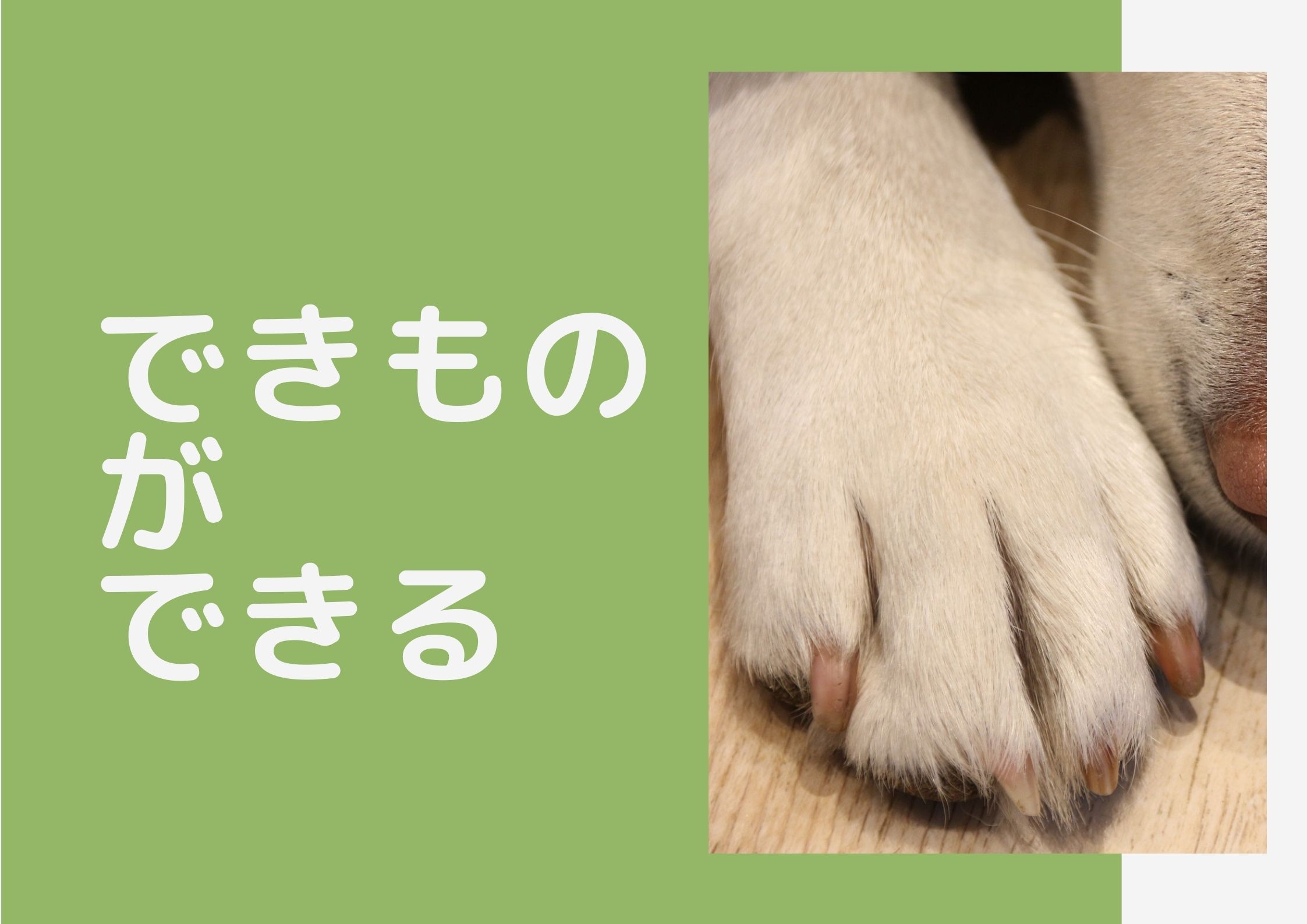 犬は何歳からシニア？老化のサイン5つを紹介【ペットと一緒編集部】