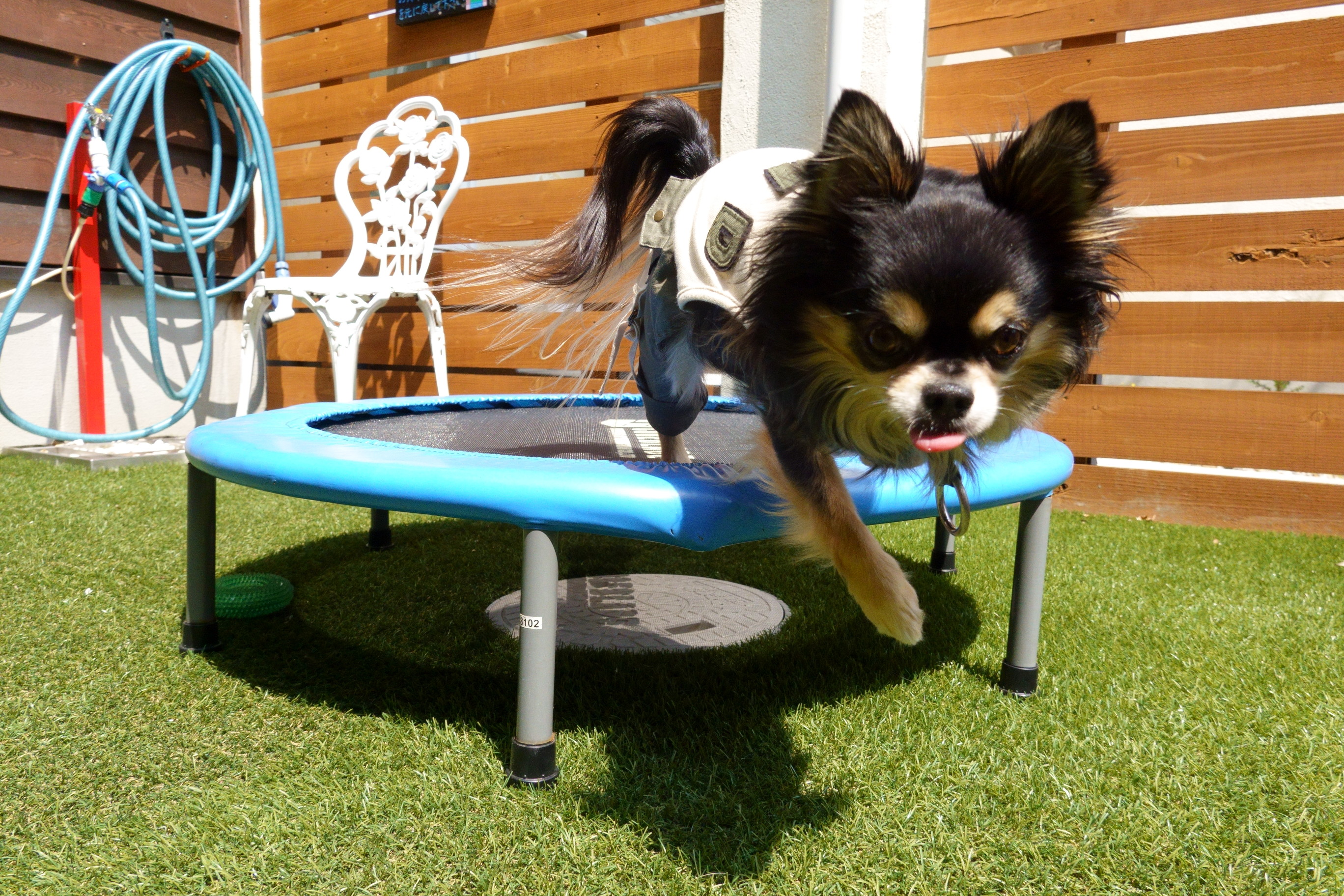 Dogcafe&salon