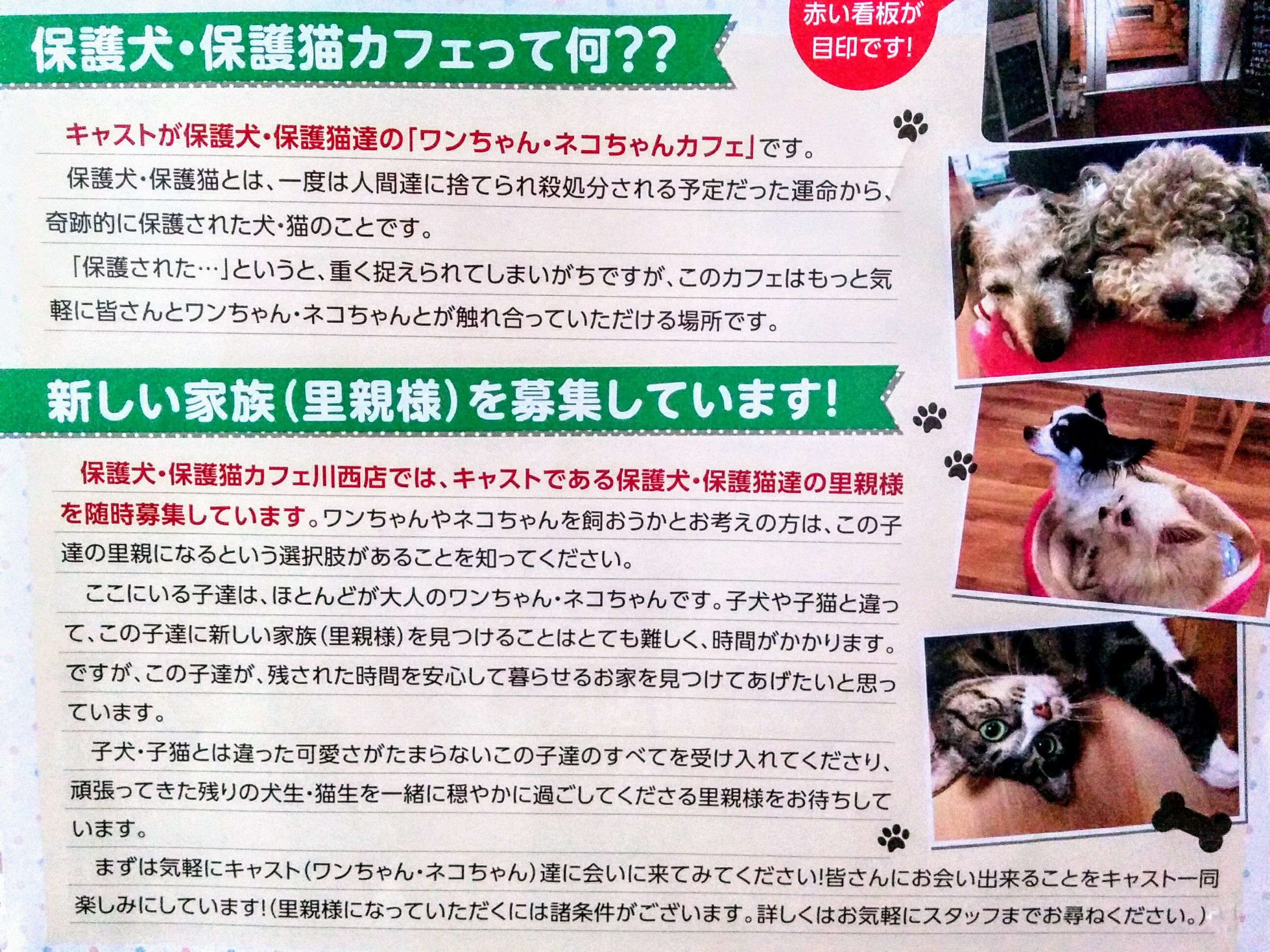 保護犬・保護猫カフェ