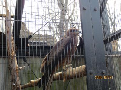 夢見ヶ崎動物公園