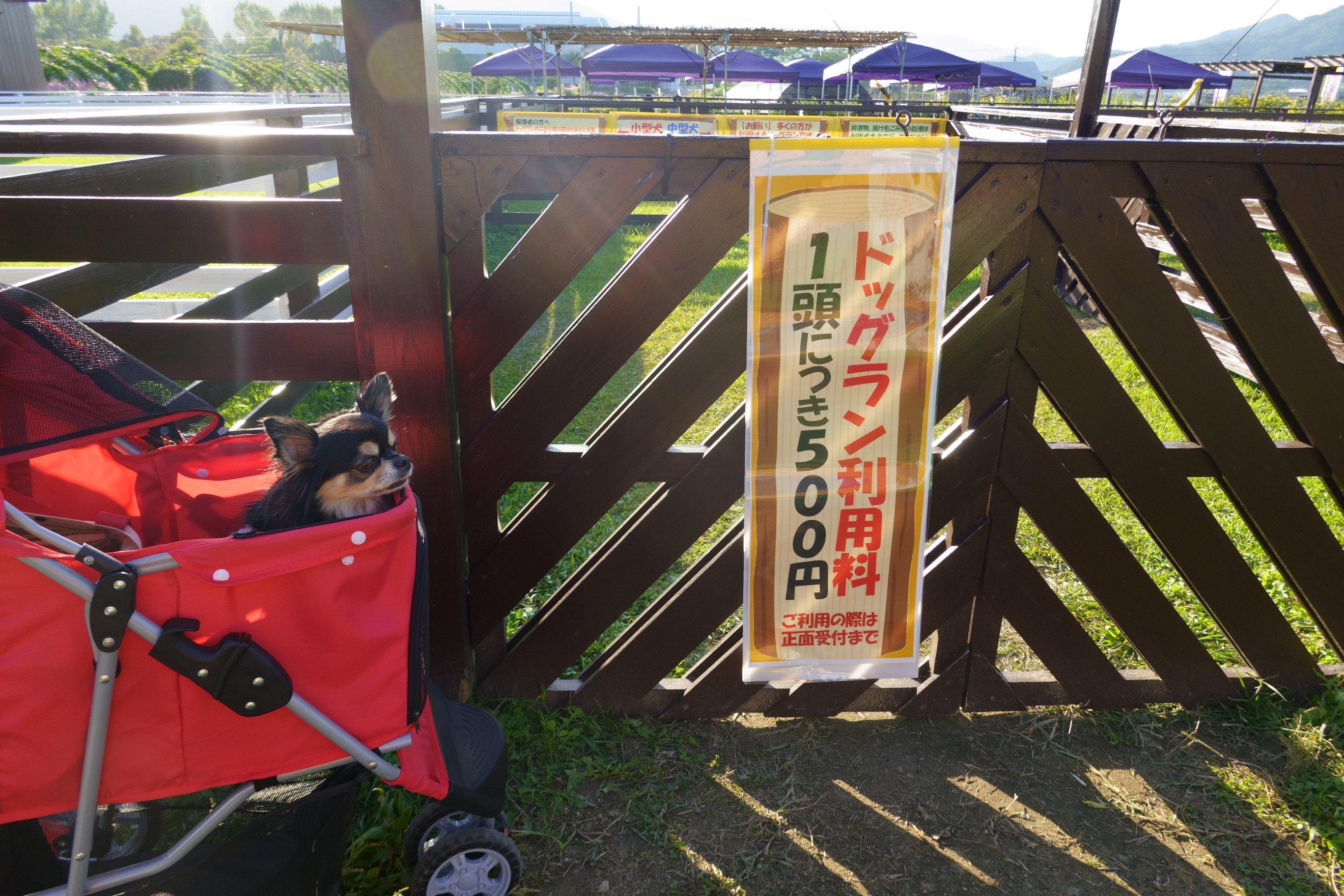 京都丹後/亀岡の夢コスモス園