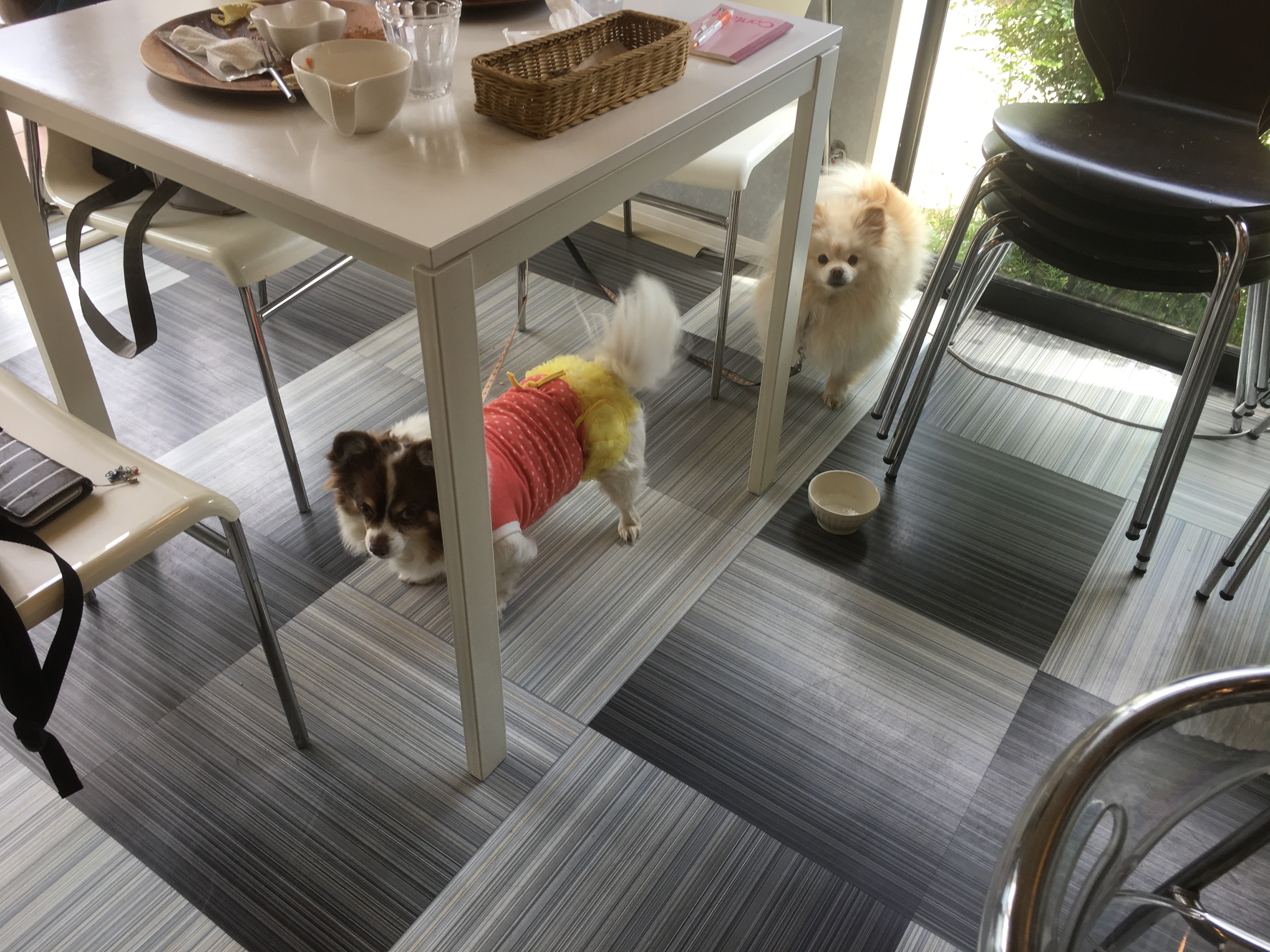 Dog.Lab.BUBBLE BOO(ドッツグラボバブルブー)