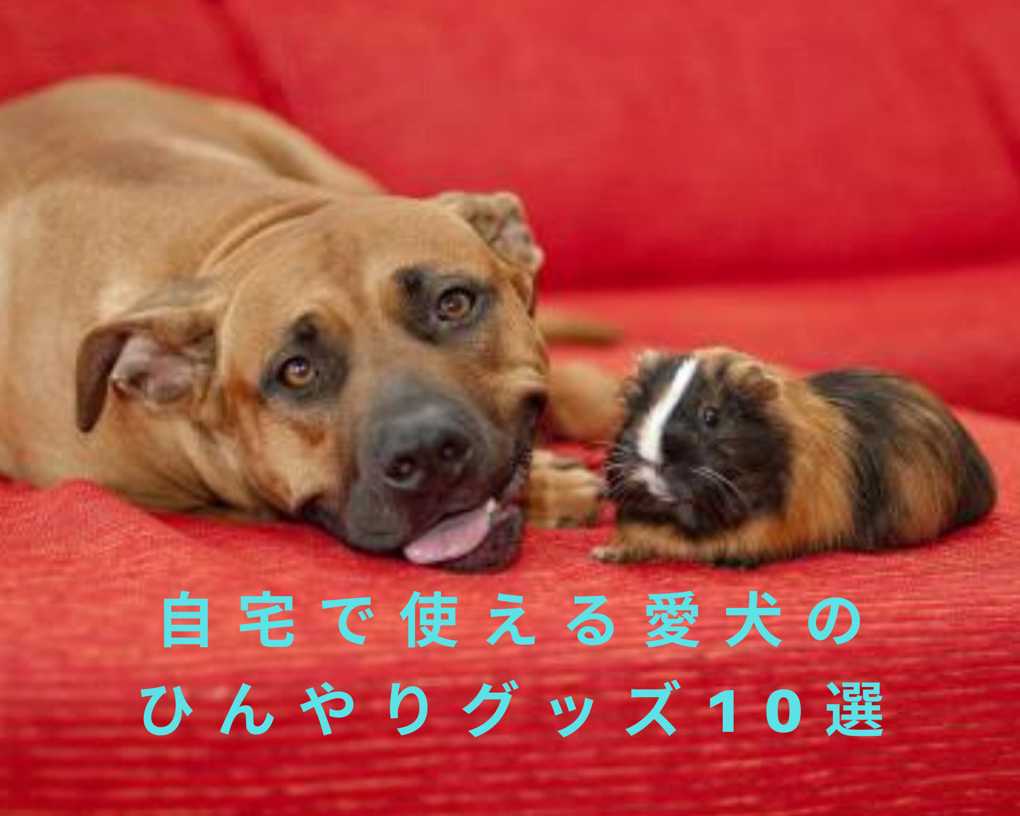 室内でも夏の暑さ対策！自宅で使える愛犬のひんやりグッズ10選【ペットと一緒編集部】