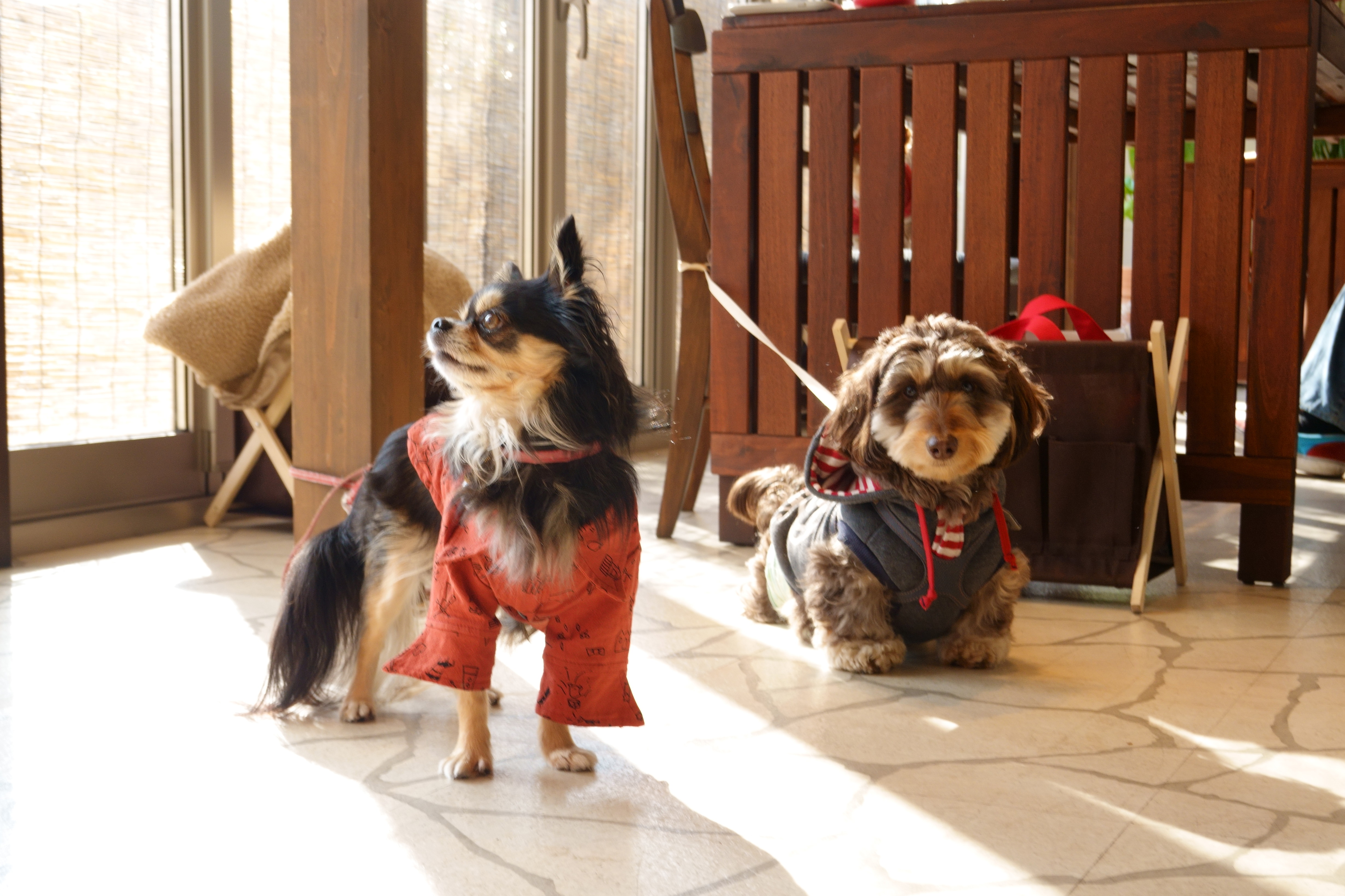 【関西】大型犬も一緒に入れるお店