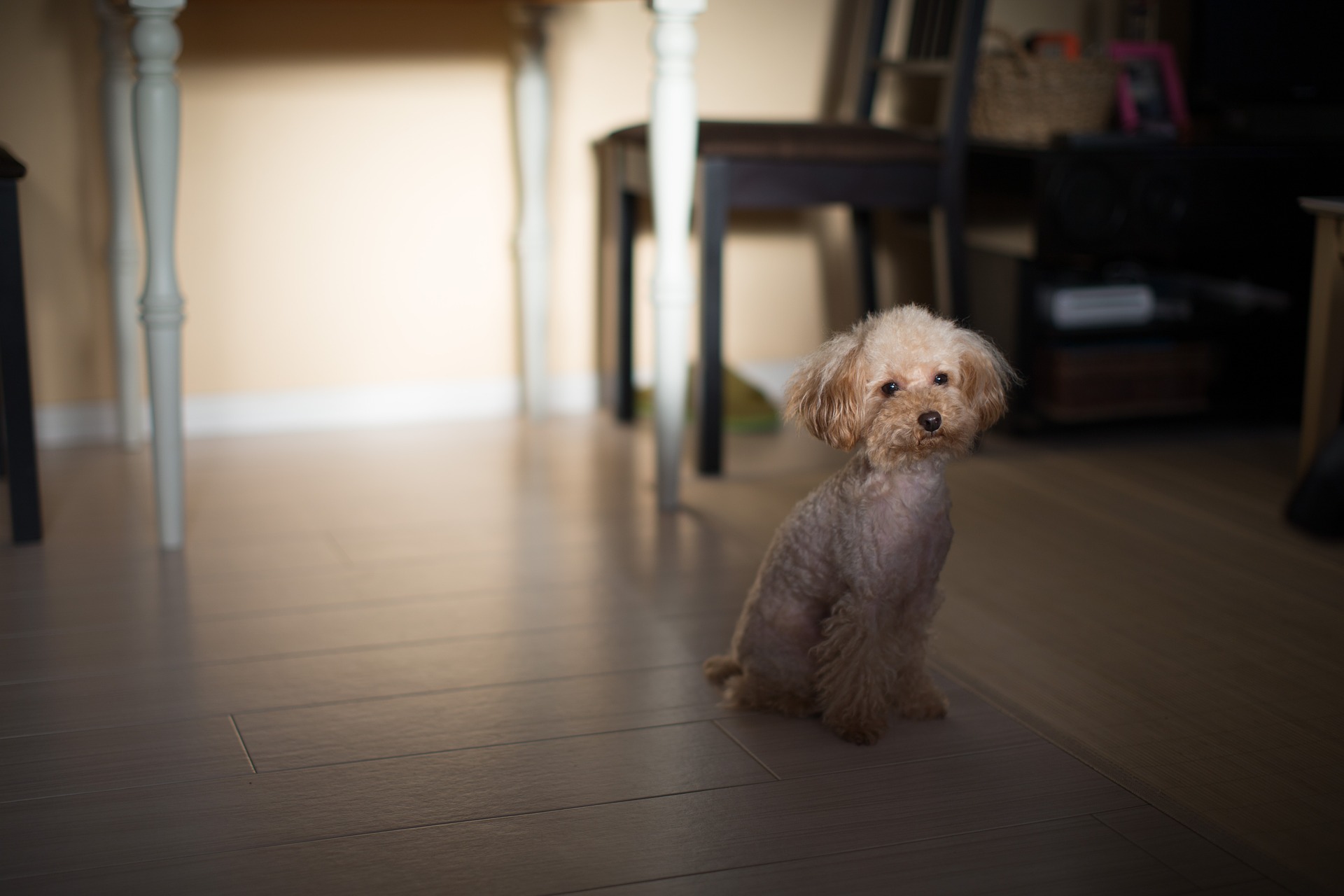 愛犬の分離不安症