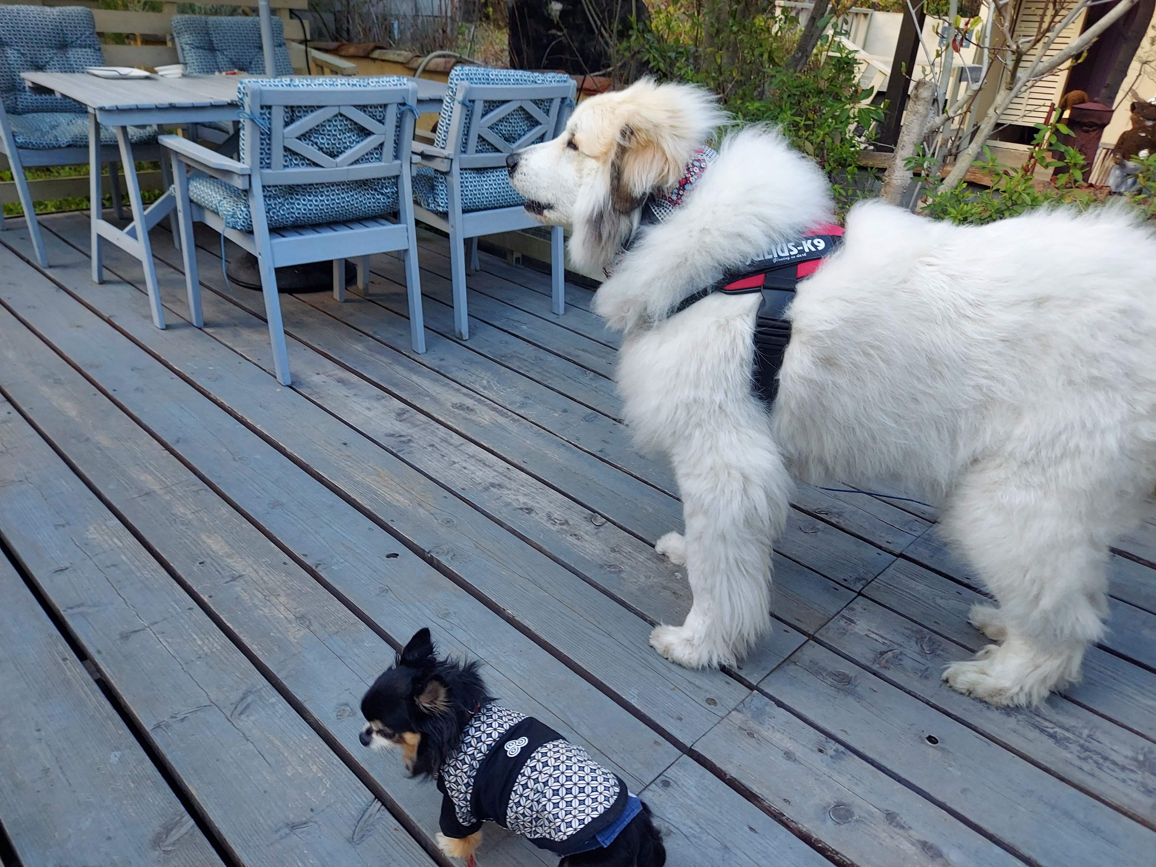 gongoncafe(ごんごんカフェ)