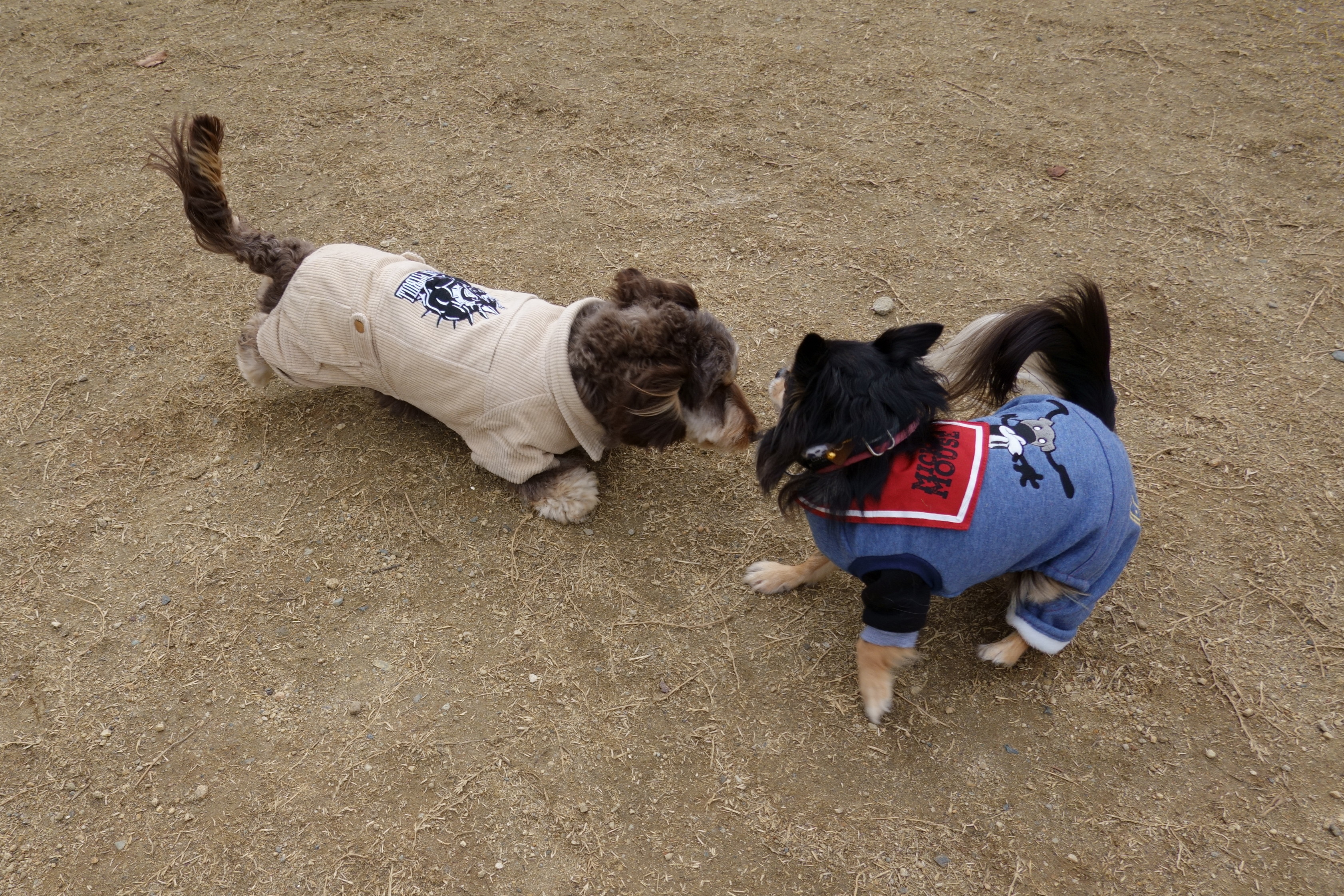 東部公園ドッグラン