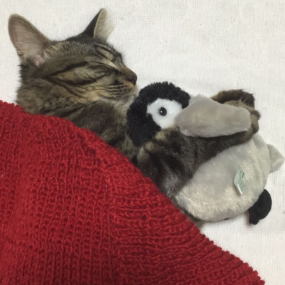 日めくりニャンコ!